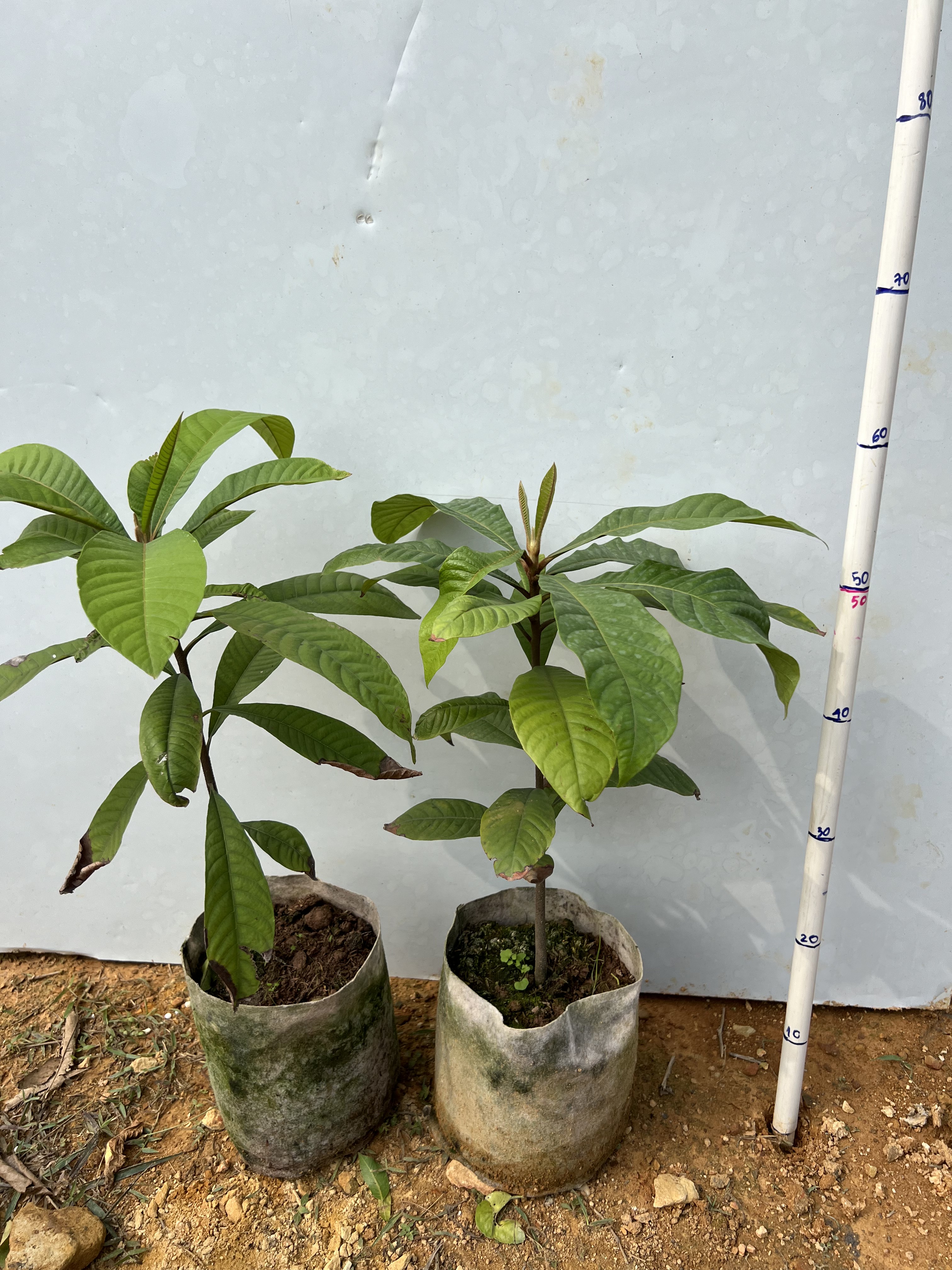 Hồng xiêm ruột đỏ cao 40-50cm PT83 CALATA