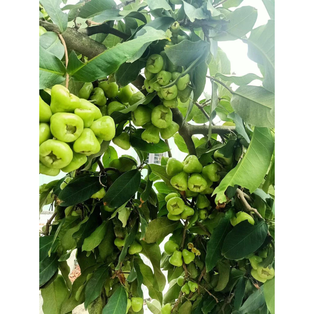 Roi Xanh_thumbnail_1