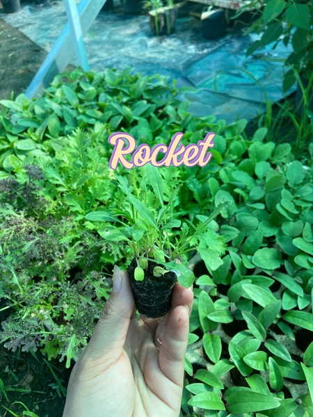 Combo 10 cây giống Rocket_thumbnail_1