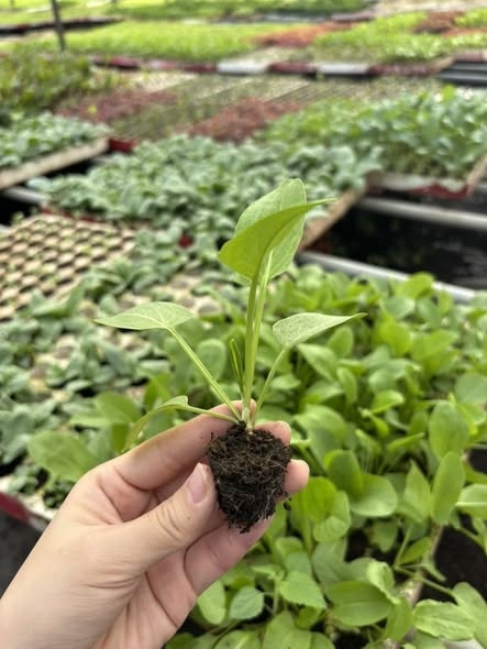 Sorrel xanh_thumbnail_3