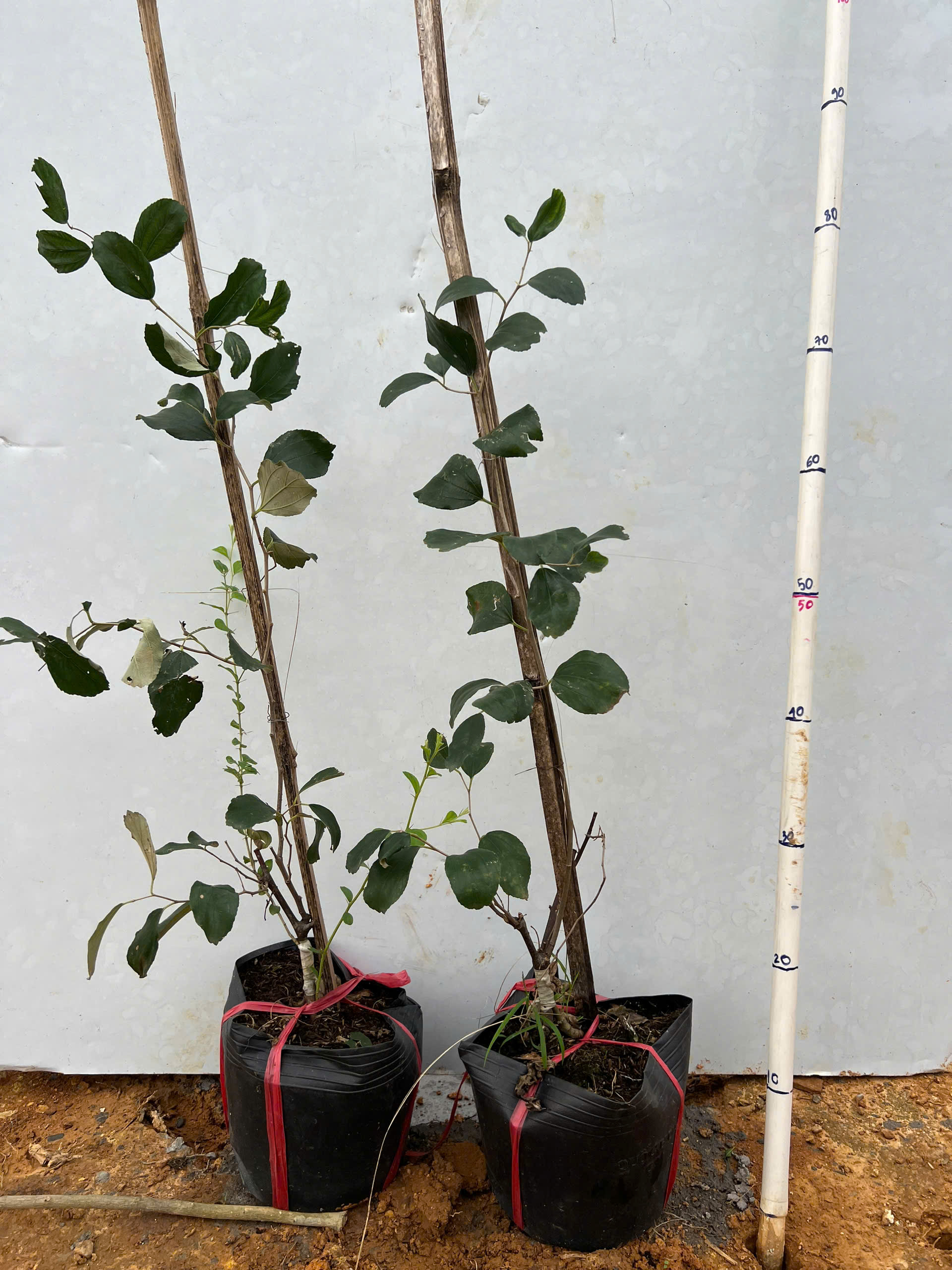 Táo Thái da xanh cao 30-40cm PT01 CALATA