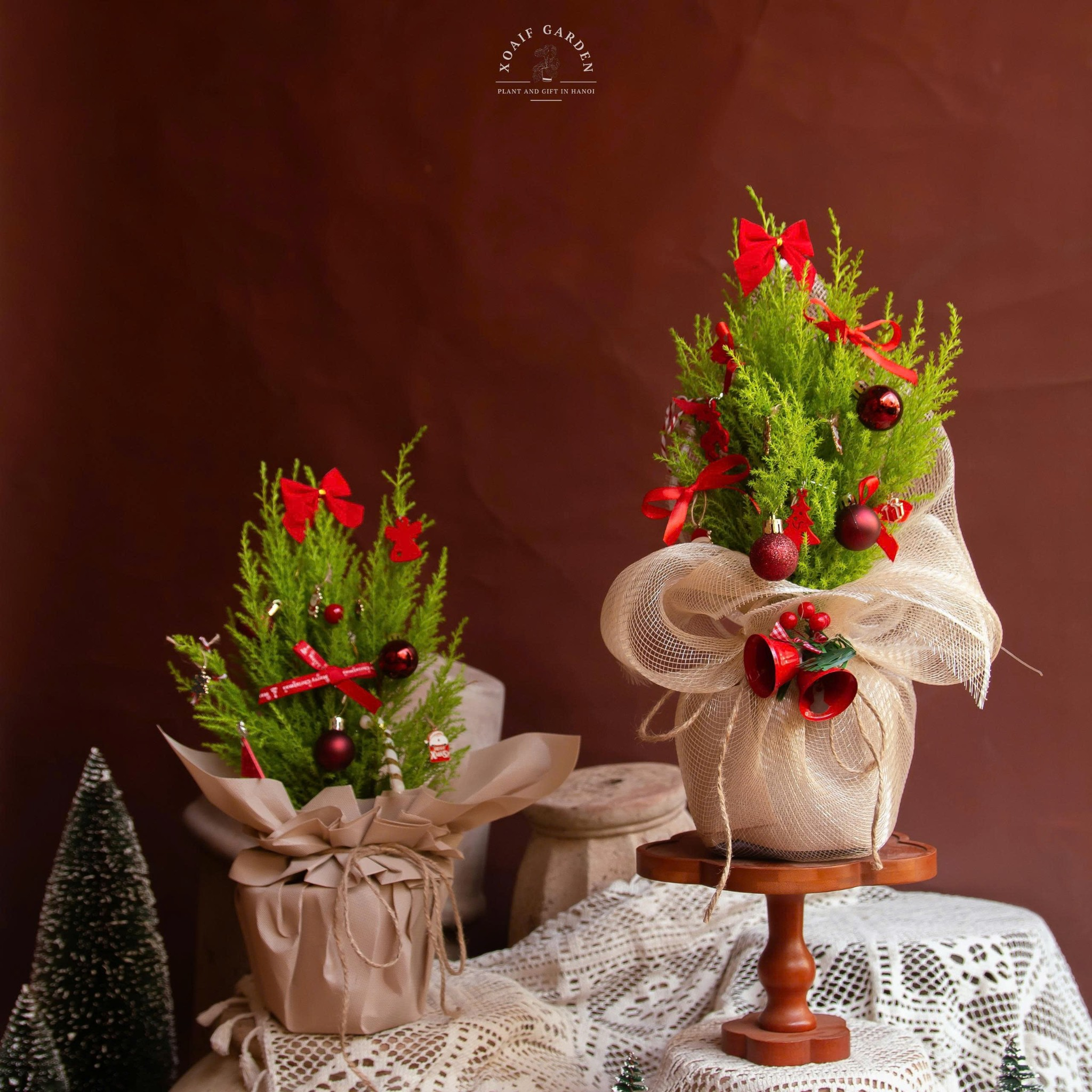 SET THÔNG TƯƠI_thumbnail_9