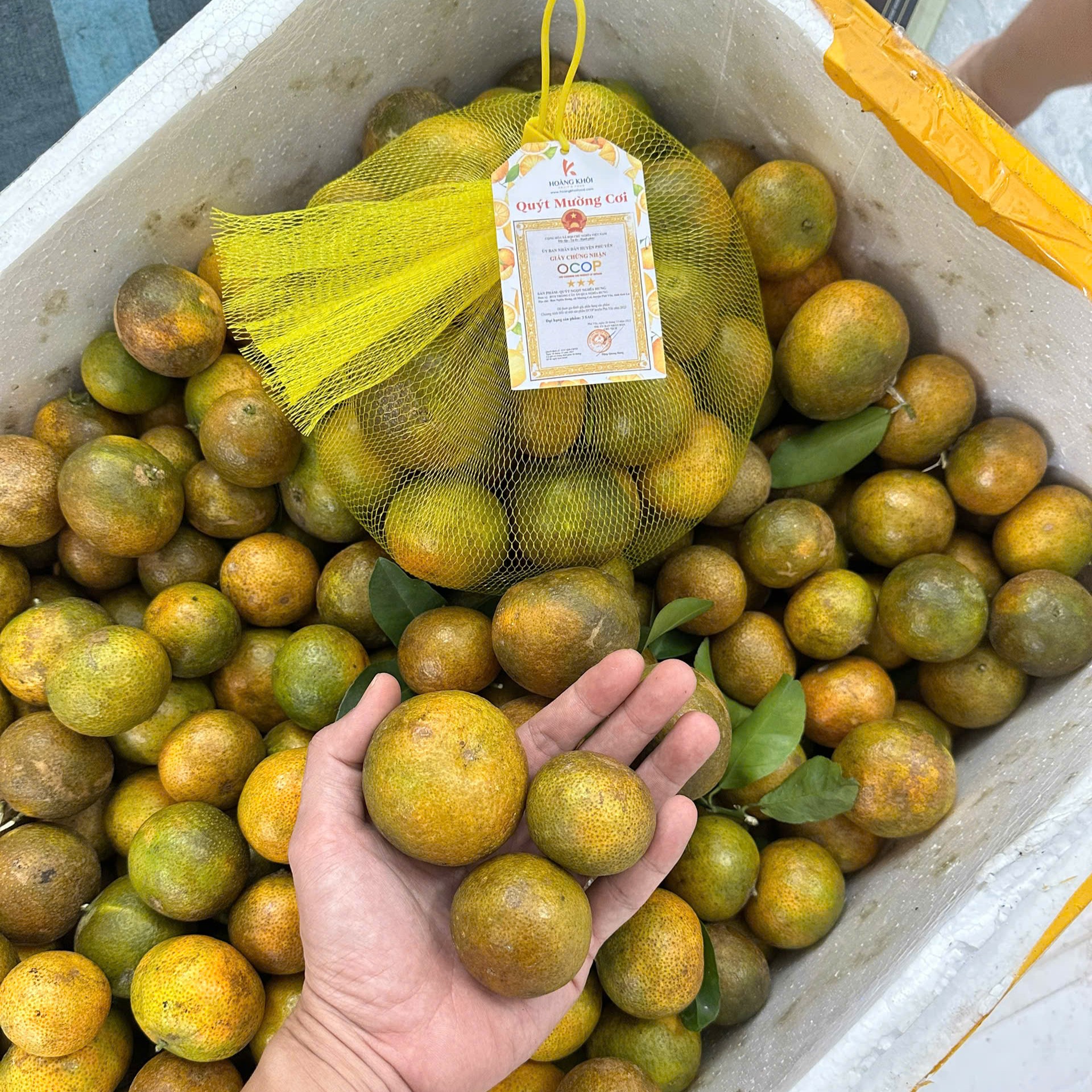 Quýt Mường Cơi (Sơn La)_thumbnail_1