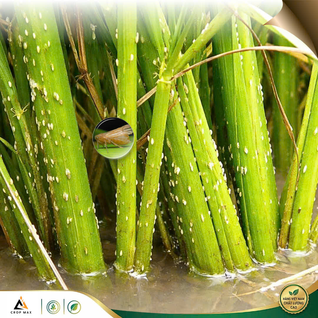 VAPO X – Thuốc trừ rầy mạnh, diệt nhanh côn trùng chích hút_thumbnail_3