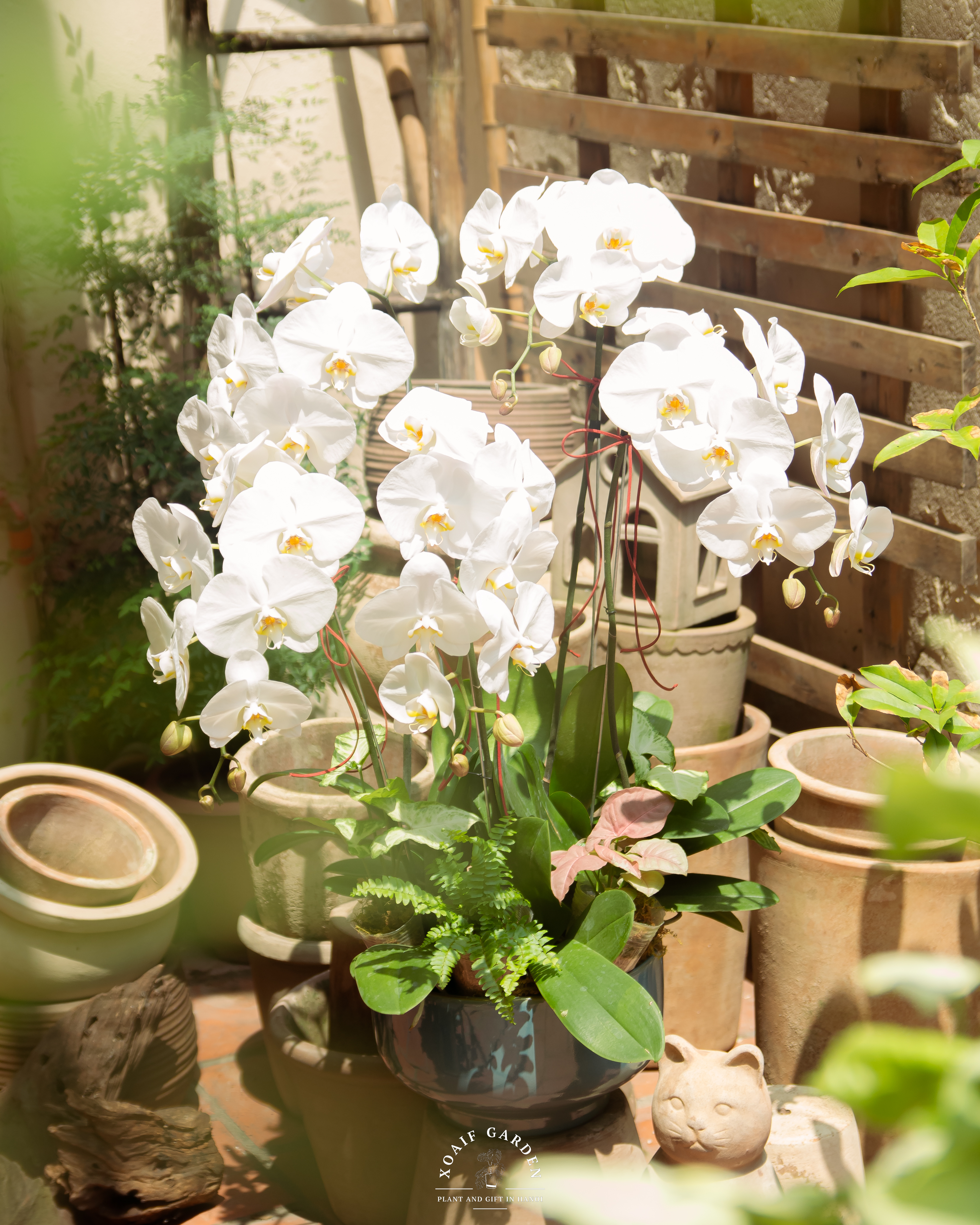 SET LAN HỒ ĐIỆP AN VIÊN