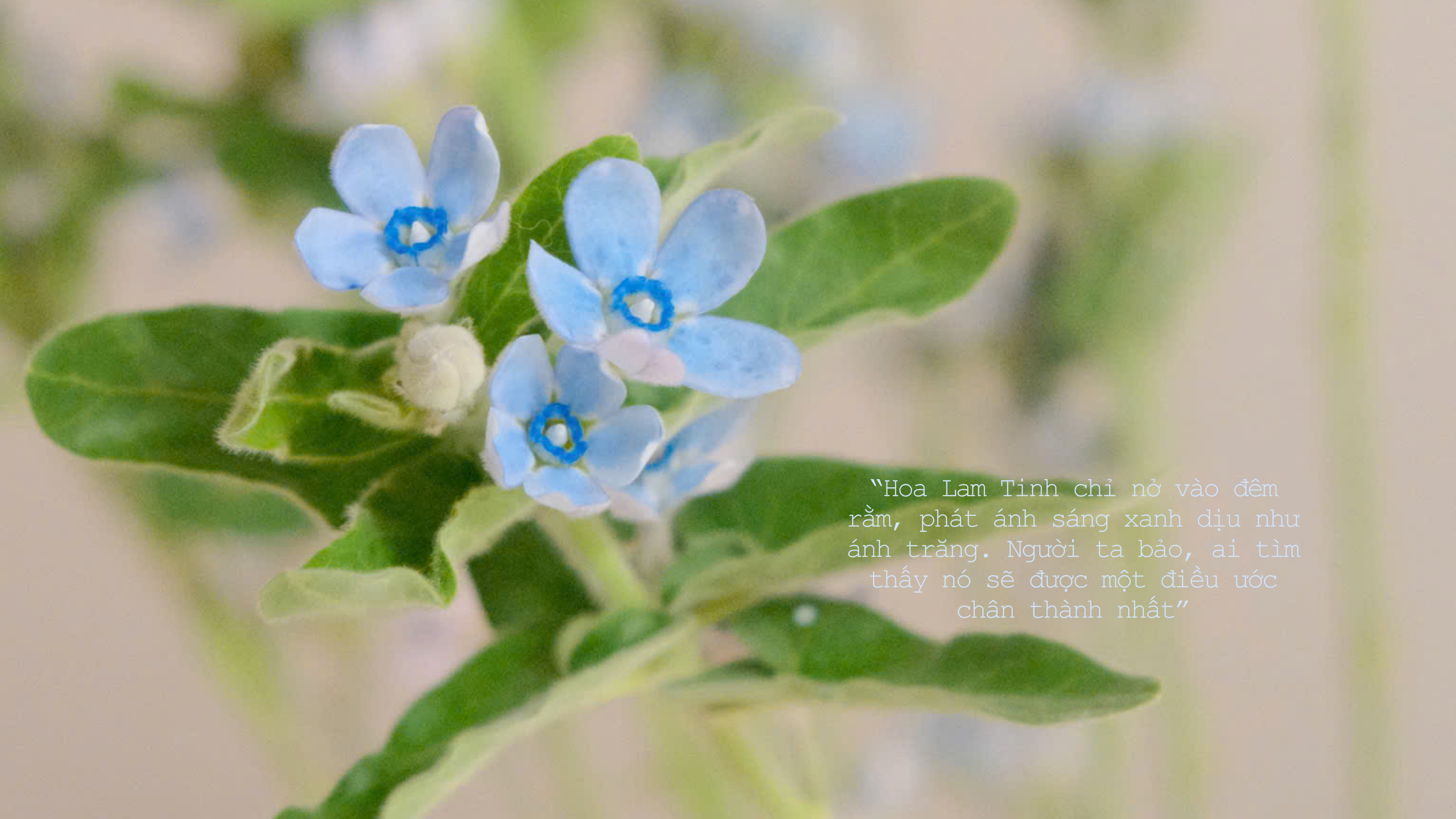 Hoa Lam Tinh chỉ nở vào đêm rằm, phát ánh sáng xanh dịu như ánh trăng. Người ta bảo, ai tìm thấy nó sẽ được một điều ước chân thành nhất.