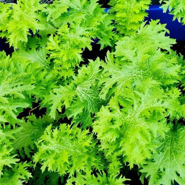 Combo 10 cây giống Cải wasabi