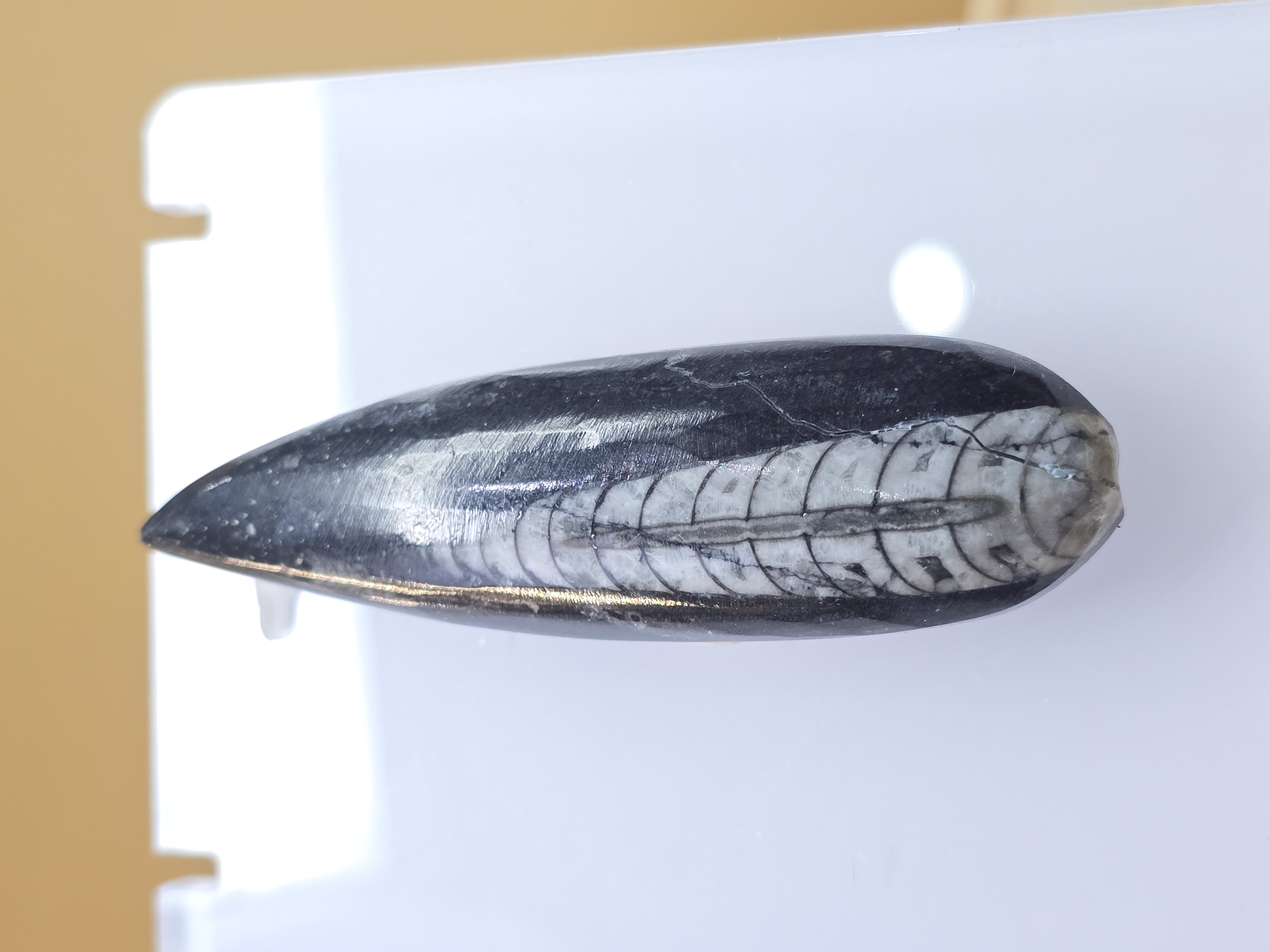 Hóa thạch Orthoceras - Morocco_thumbnail_2