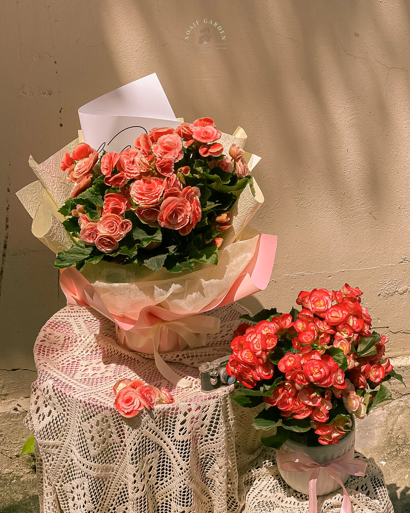 SET QUÀ TẶNG CÂY THU HẢI ĐƯỜNG