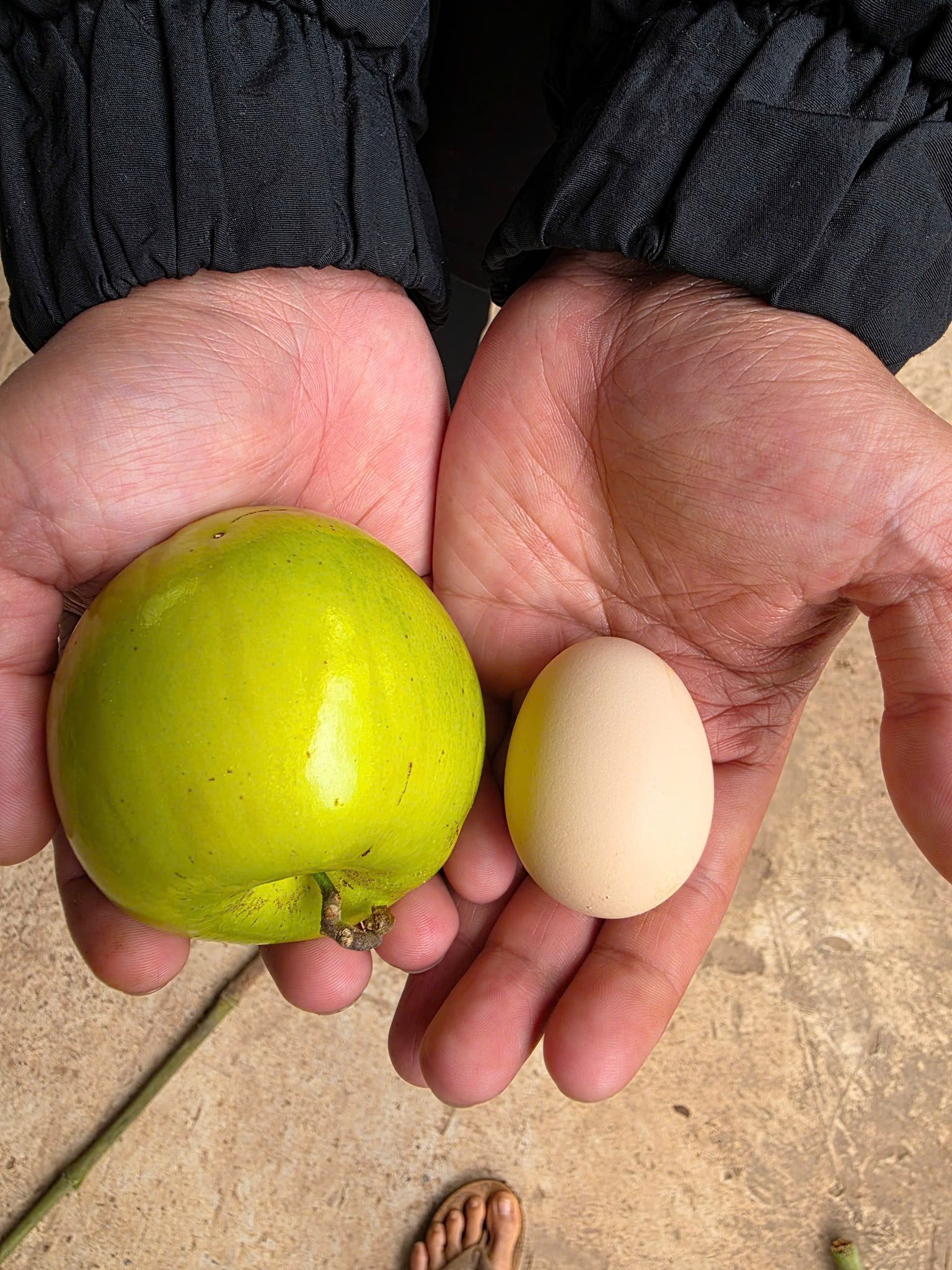 Táo vua tuyết 16 ghép cành cao 30-40cm TVT-01 CALATA_thumbnail_3