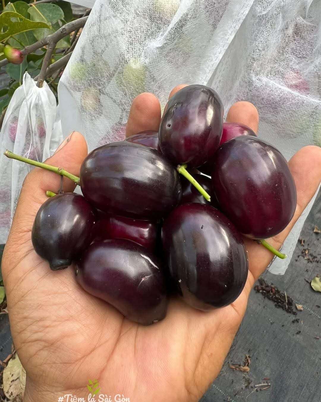 Trâm khổng lồ cây cao 60-80cm TKL-01 CALATA_thumbnail_3