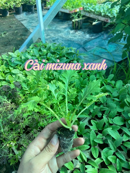 Combo 10 cây giống Cải mizuna xanh