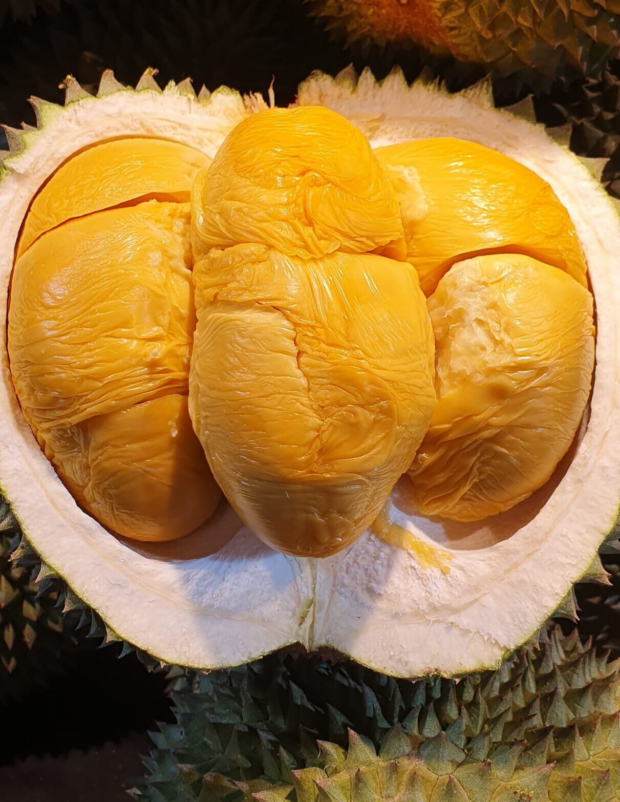 Trái - Sầu Riêng Óc Khỉ - Khui sầu_thumbnail_1