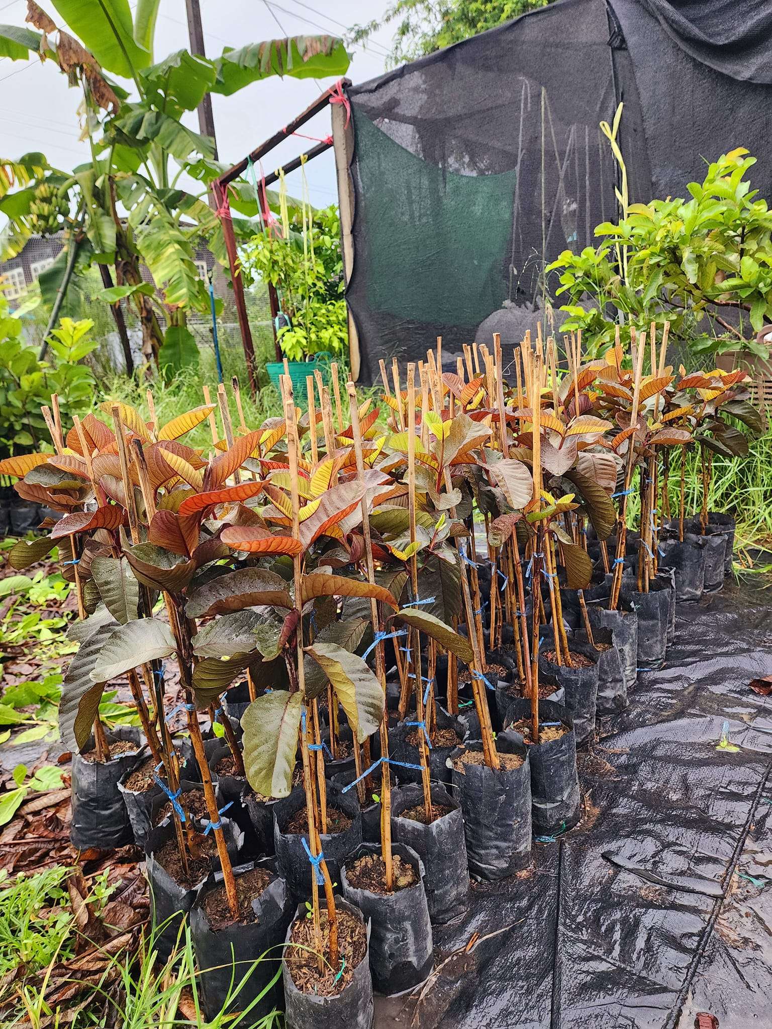 Ổi Ayothaya 3 ghép cành cao 40-60cm OAT-01 CALATA