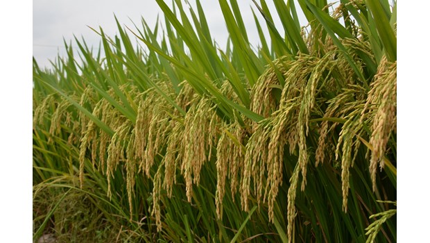 Purebred rice variety with high yield and quality VNR20_thumbnail_1