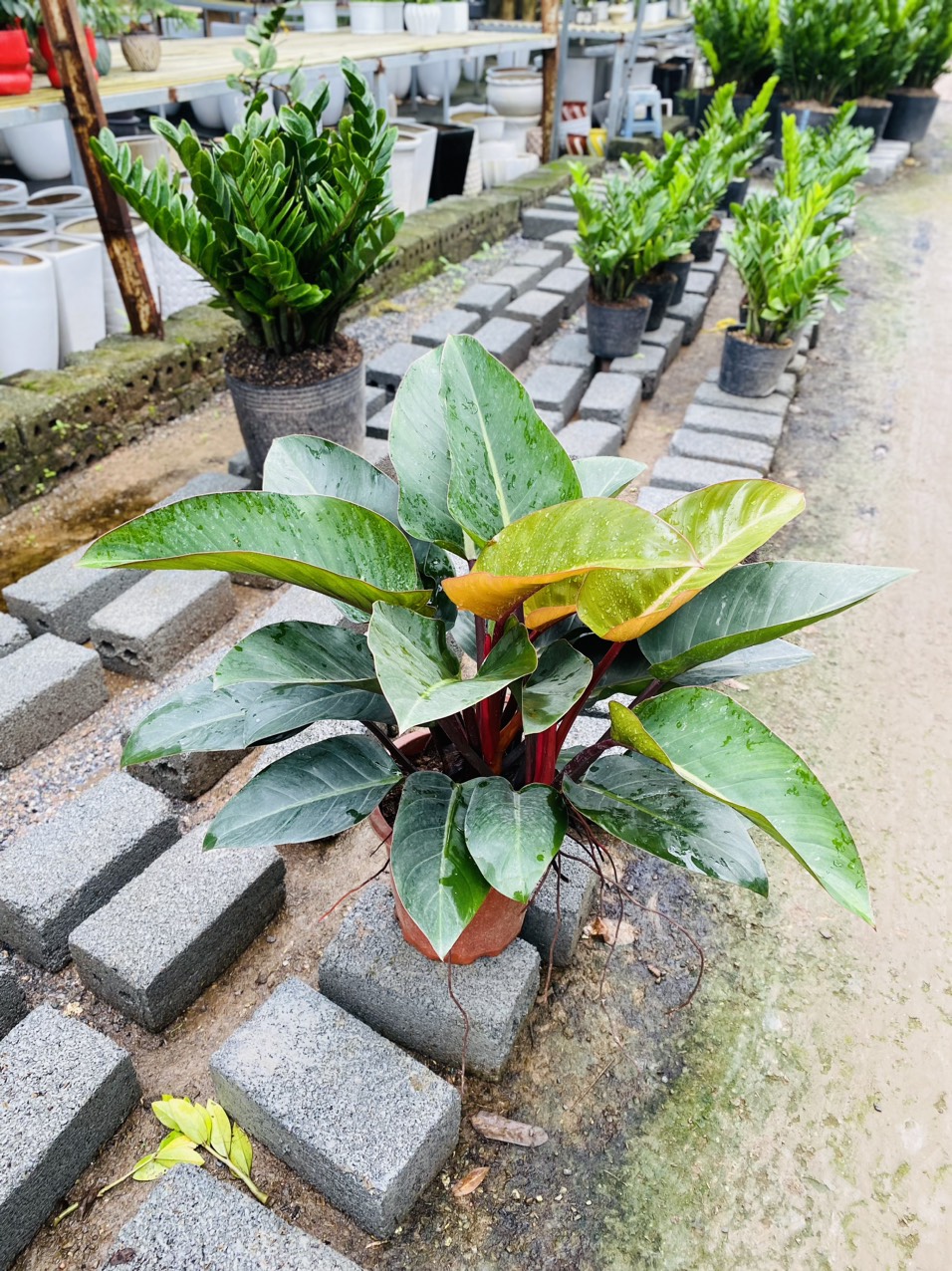 TRẦU BÀ ĐẾ VƯƠNG_thumbnail_3