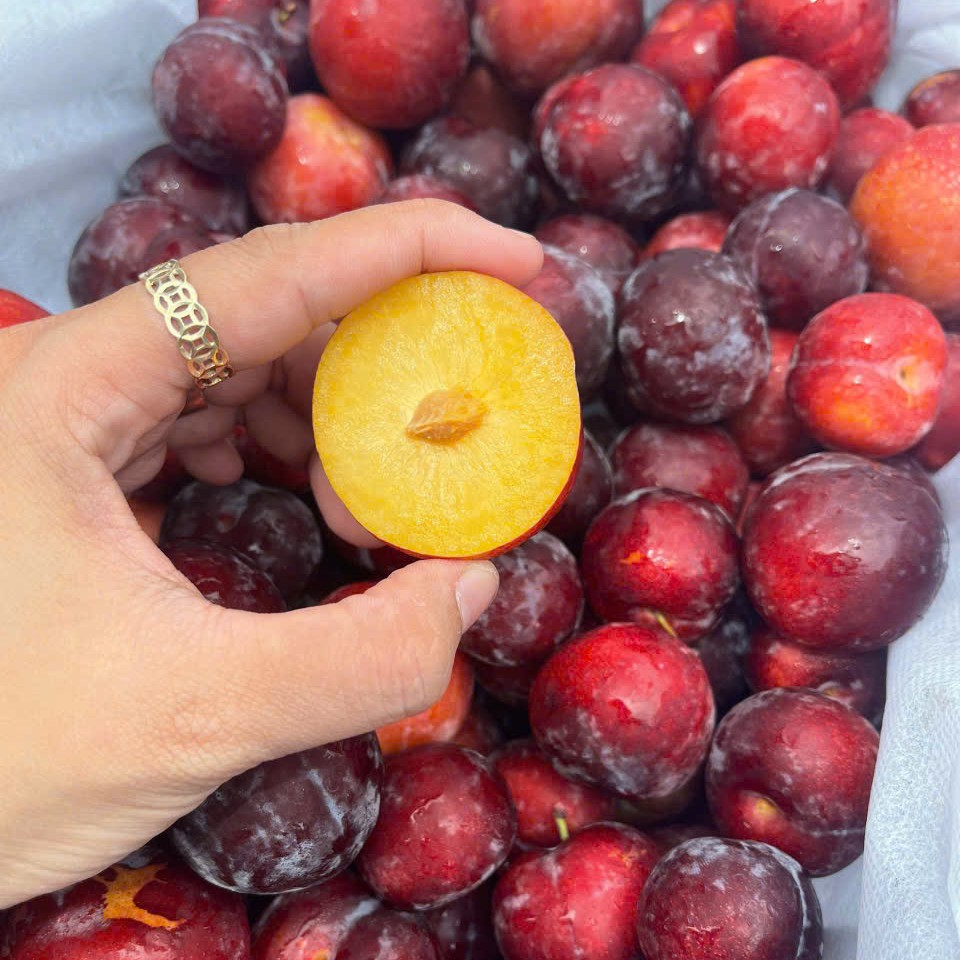 Mận Cherry_thumbnail_2