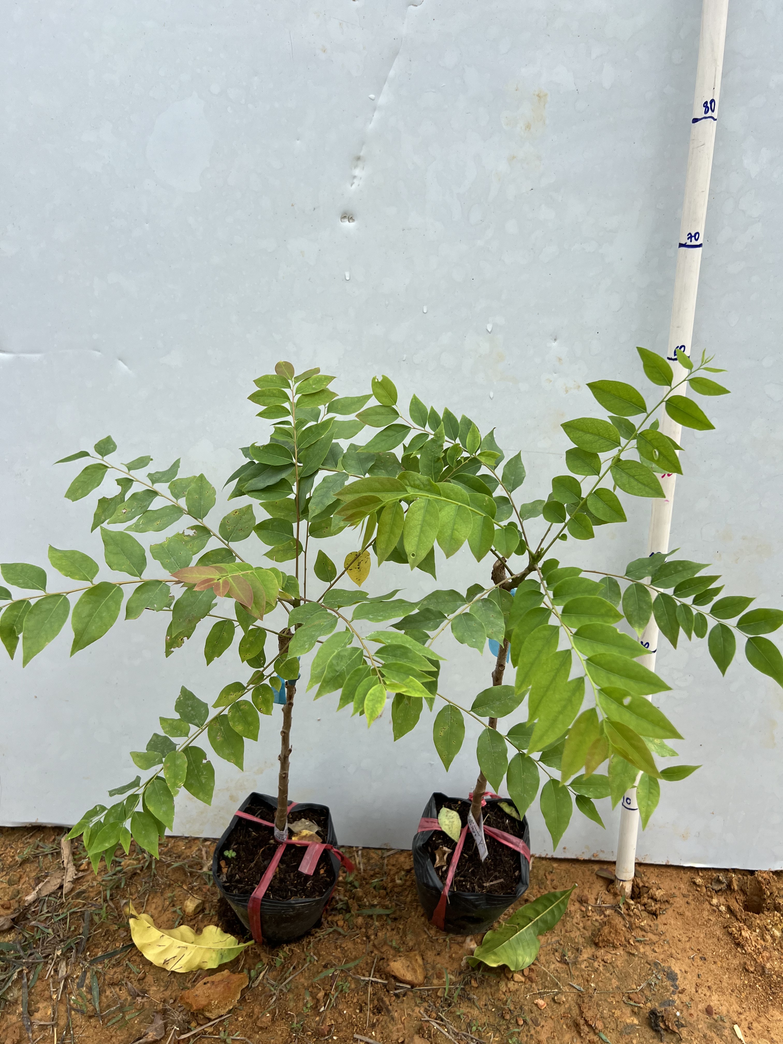 Chùm ruột ngọt cao 25-30cm PT33 CALATA