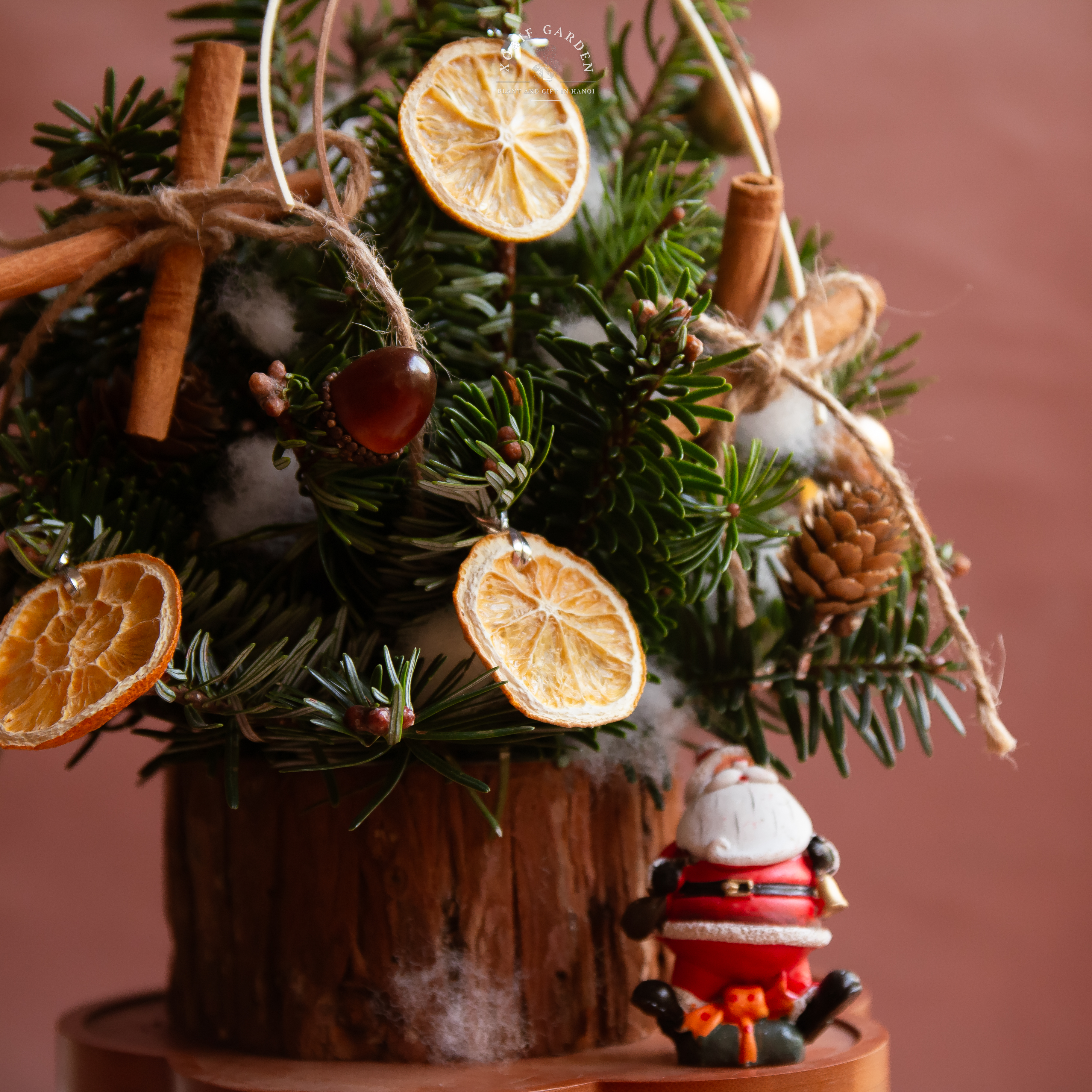 SET THÔNG TƯƠI_thumbnail_8