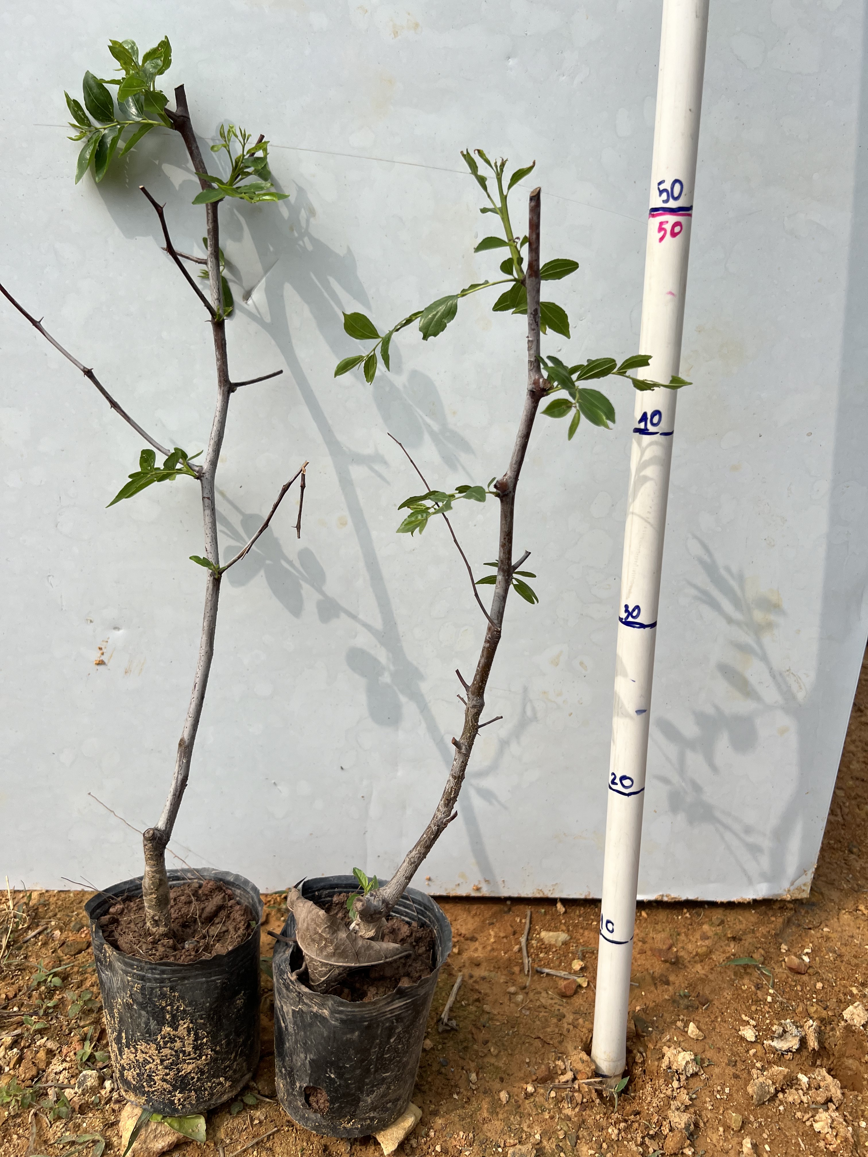 Hồng táo Dongzao cao 35-45cm PT81 CALATA_thumbnail_10