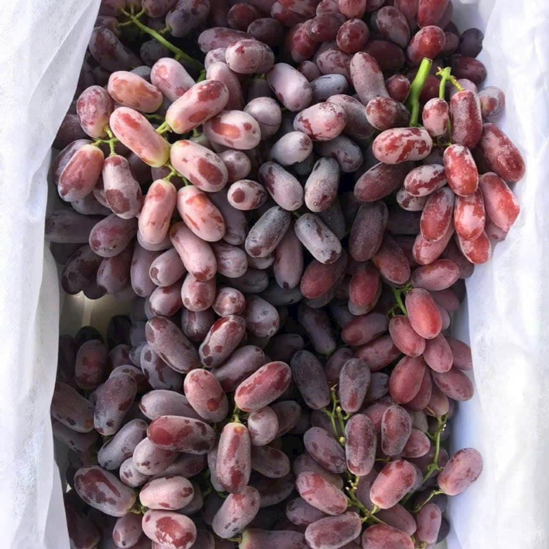 Nho Đỏ Long Crimson Úc_thumbnail_1