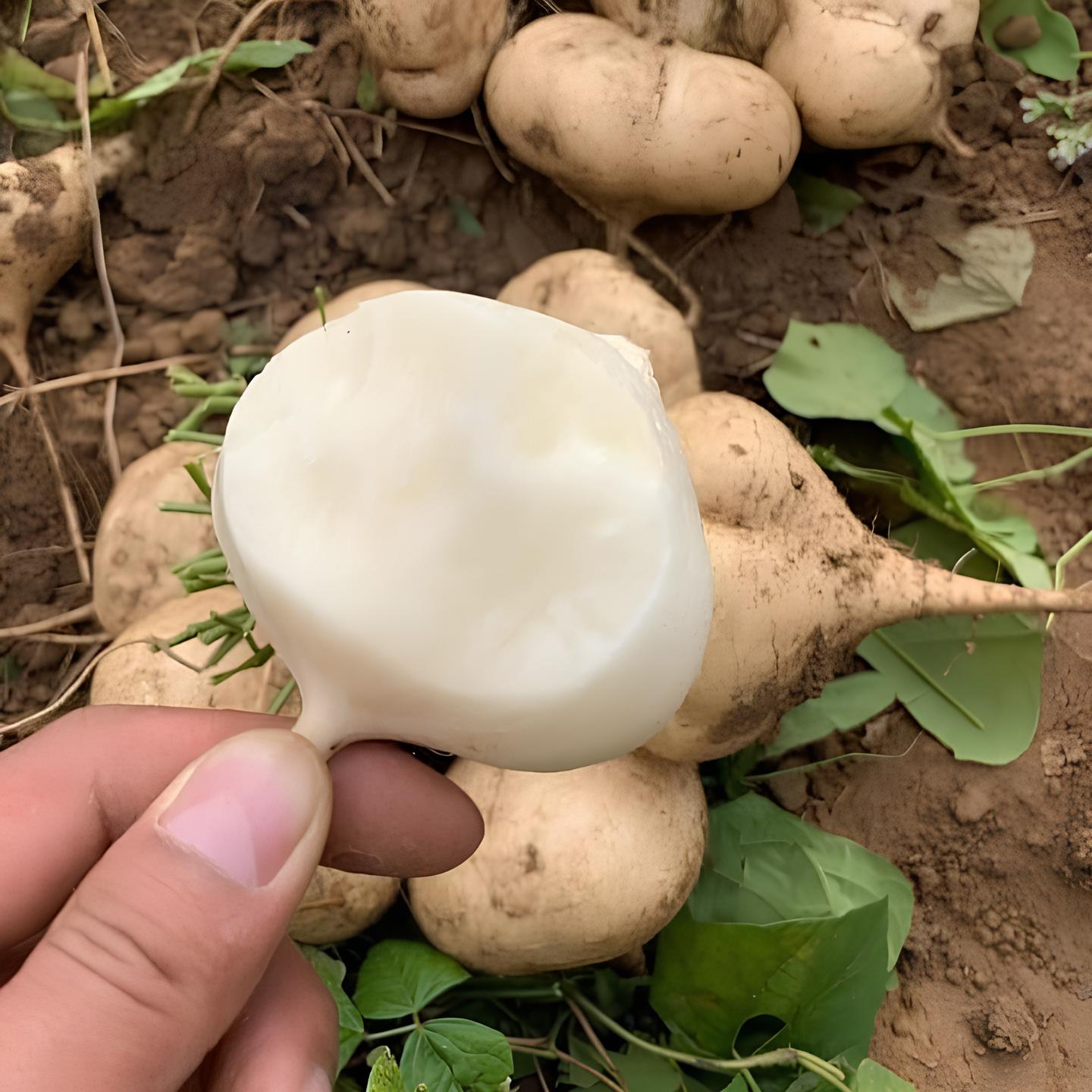 Sắn Non_thumbnail_0