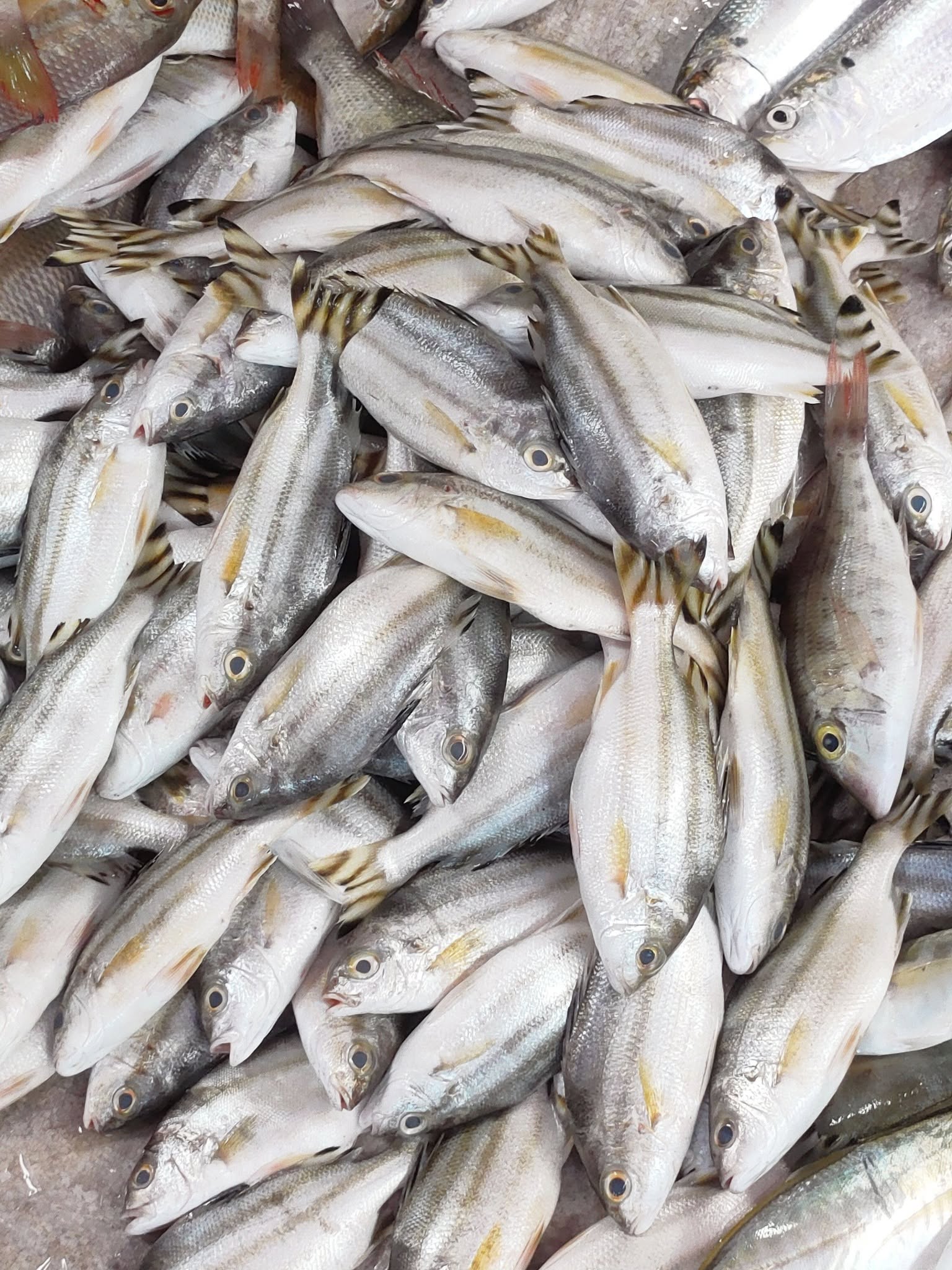 Cá ong bầu Đặc sản Đầm phá Huế - Nuôi trồng Đạt chuẩn Hữu cơ