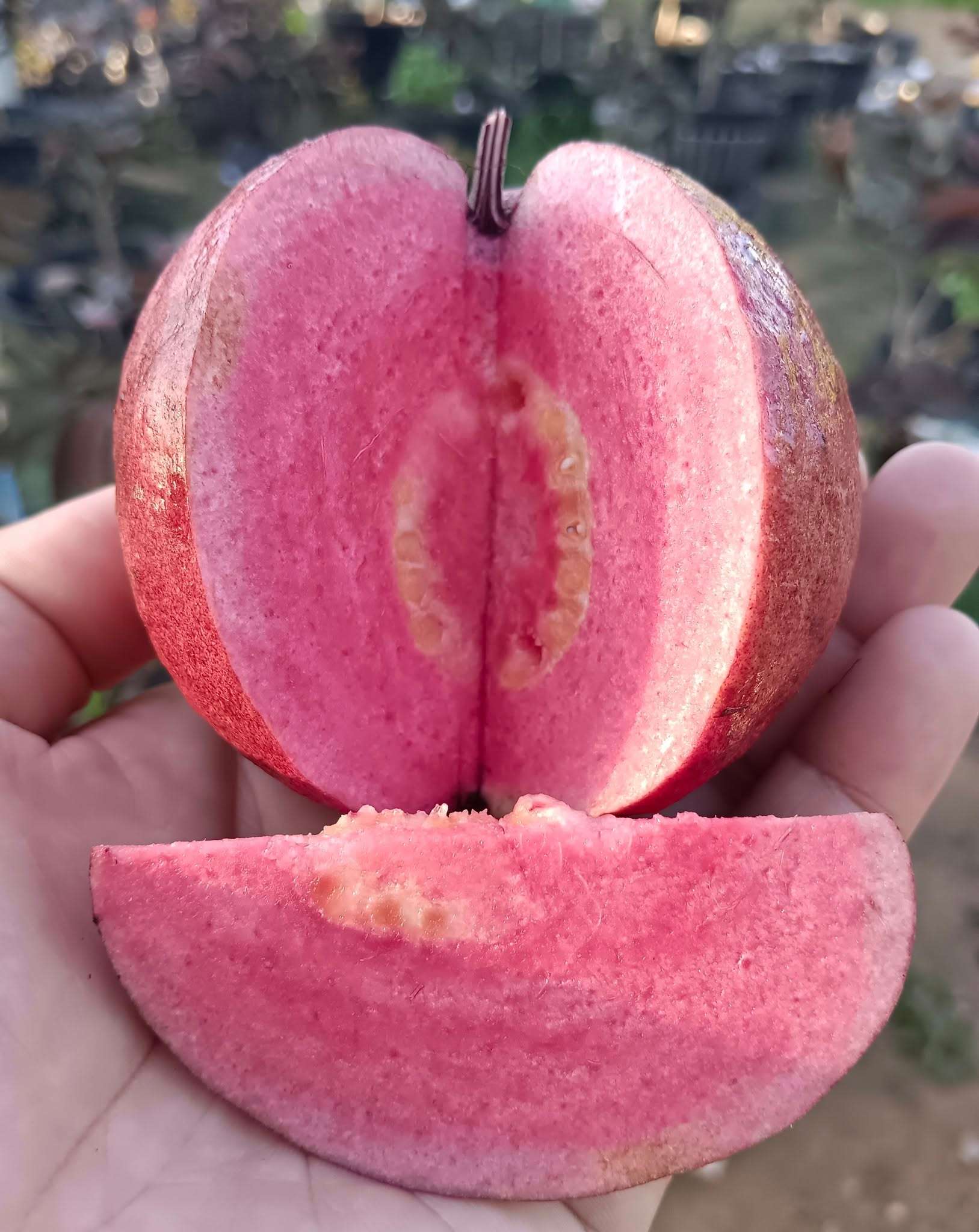 Ổi Sisaket 3 ghép cành cao 45-60cm OSK-01 CALATA_thumbnail_1