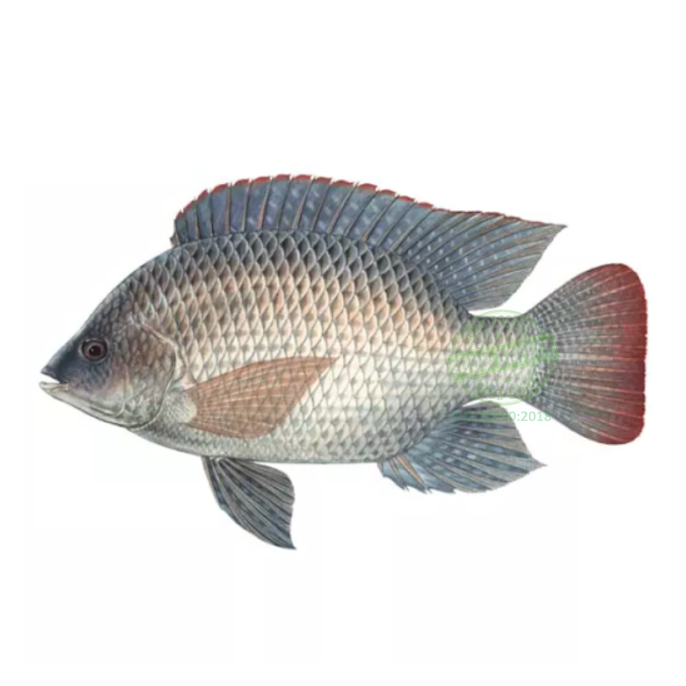 Cá rô phi | Con 500G