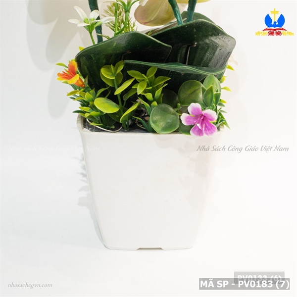 Hoa lan 2 nhánh_thumbnail_2