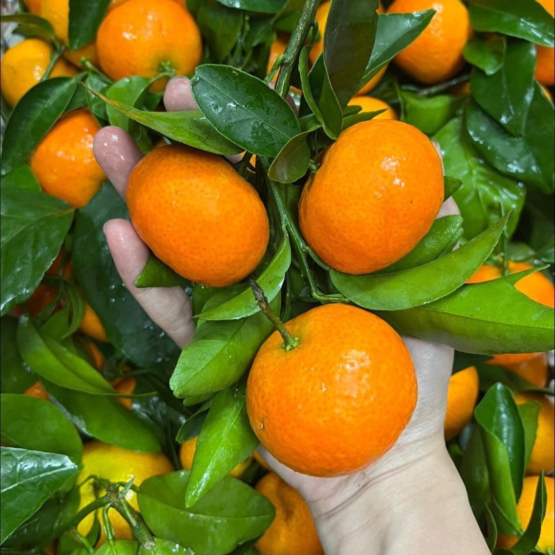 Cam Canh Hoà Bình_thumbnail_3