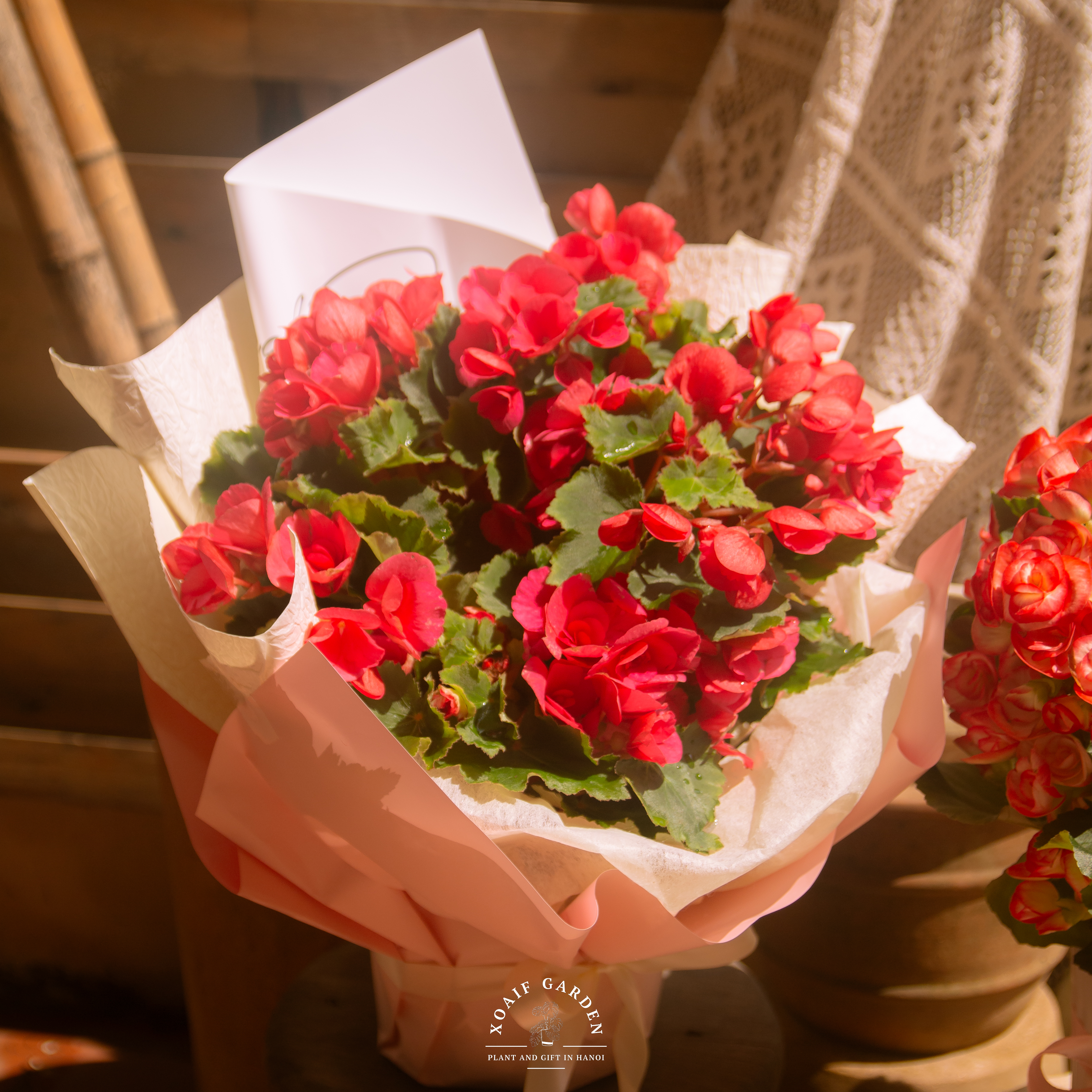 SET QUÀ TẶNG CÂY THU HẢI ĐƯỜNG_thumbnail_6