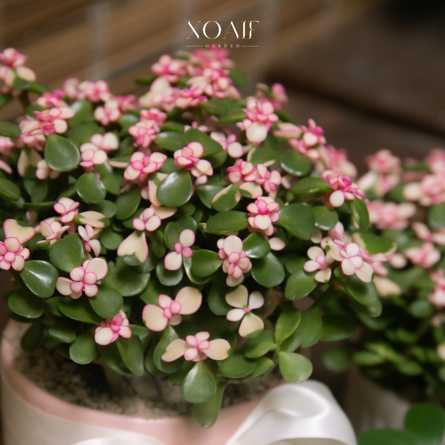 SET QUÀ TẶNG CÂY NGỌC BÍCH HỒNG_thumbnail_6