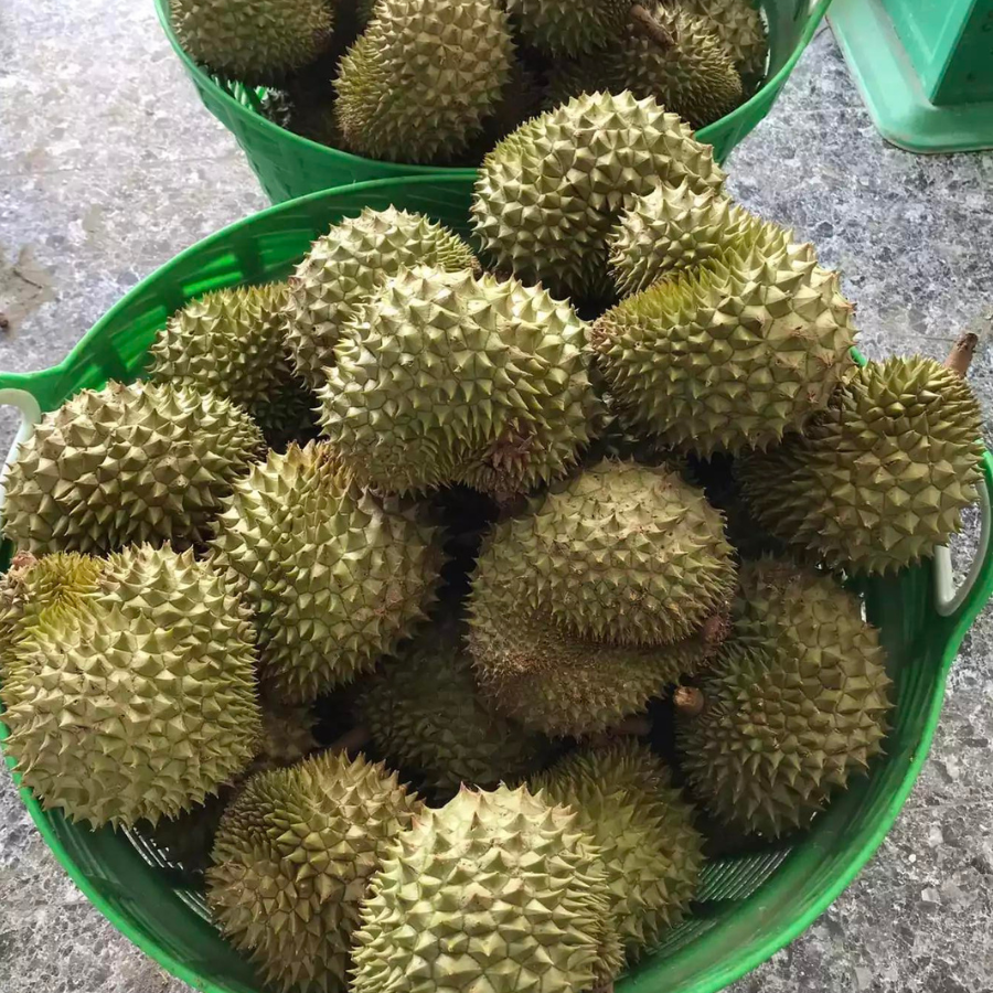 Trái Loại 2 - Sầu Riêng Ri6 MIỀN TÂY ( VIETGAP )_thumbnail_6