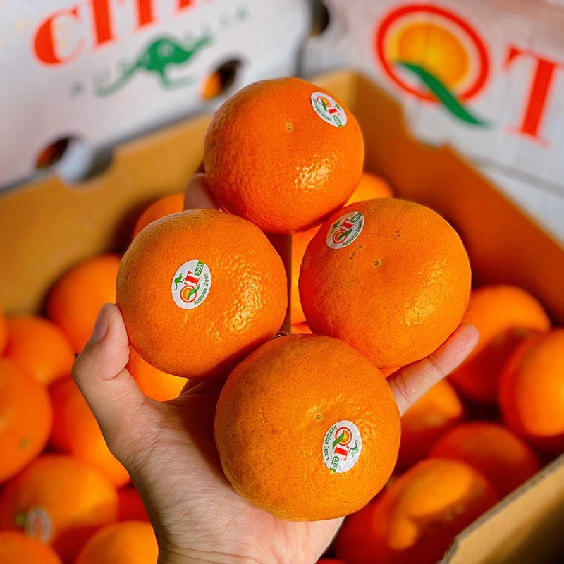 Quýt Úc T.Citrus