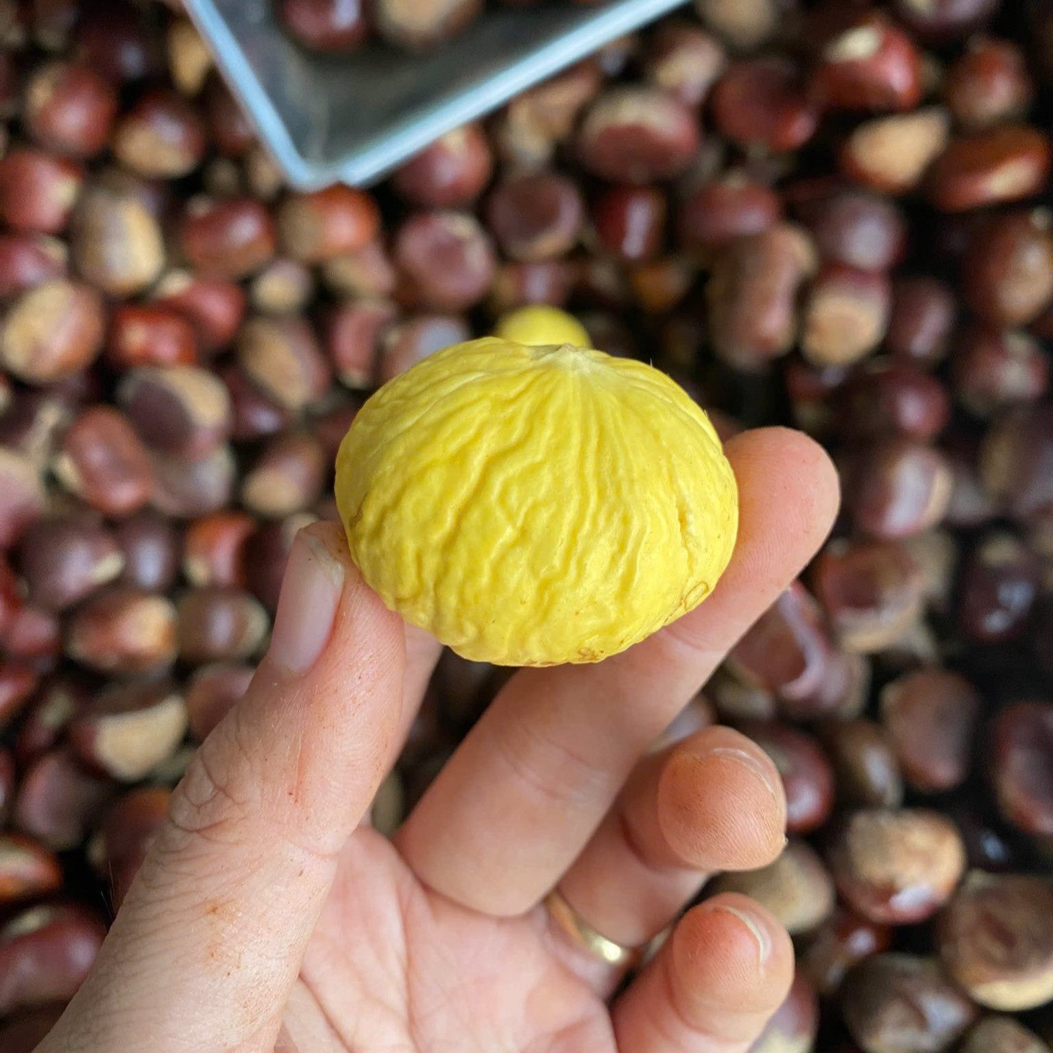 Hạt Dẻ Tươi_thumbnail_1
