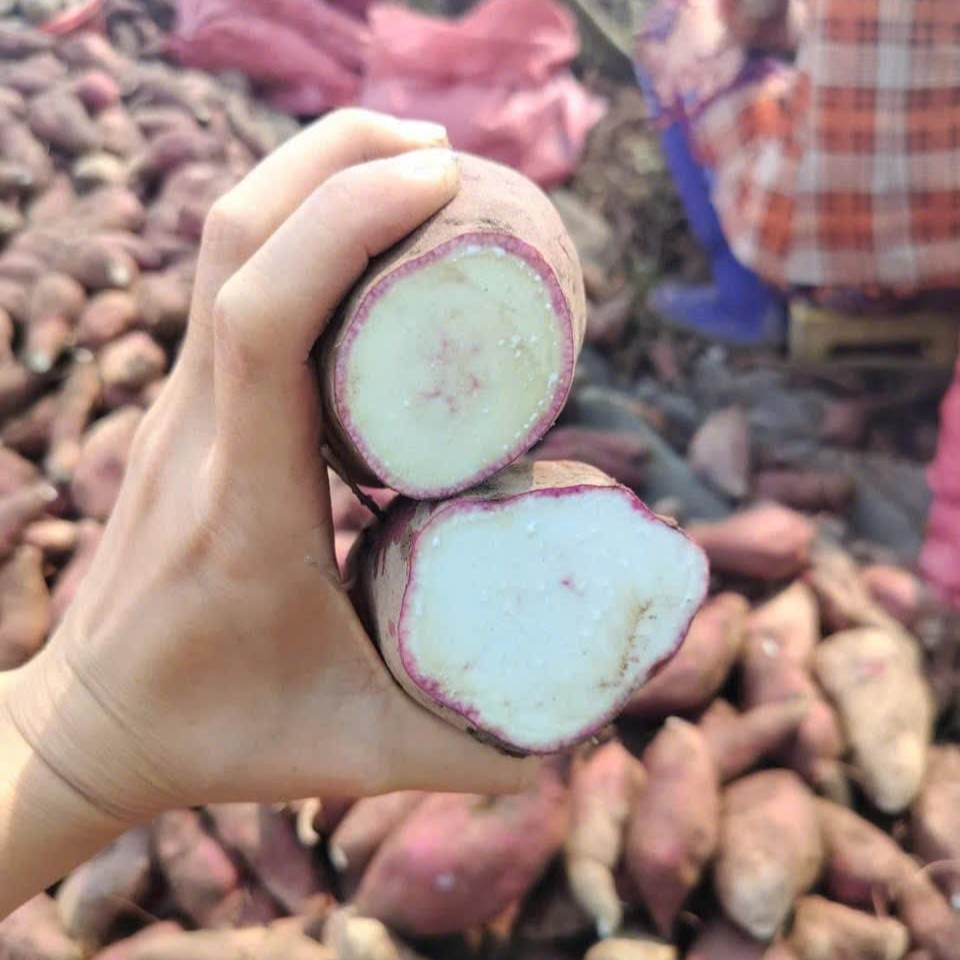 Khoai Lang Như Ngọc_thumbnail_0