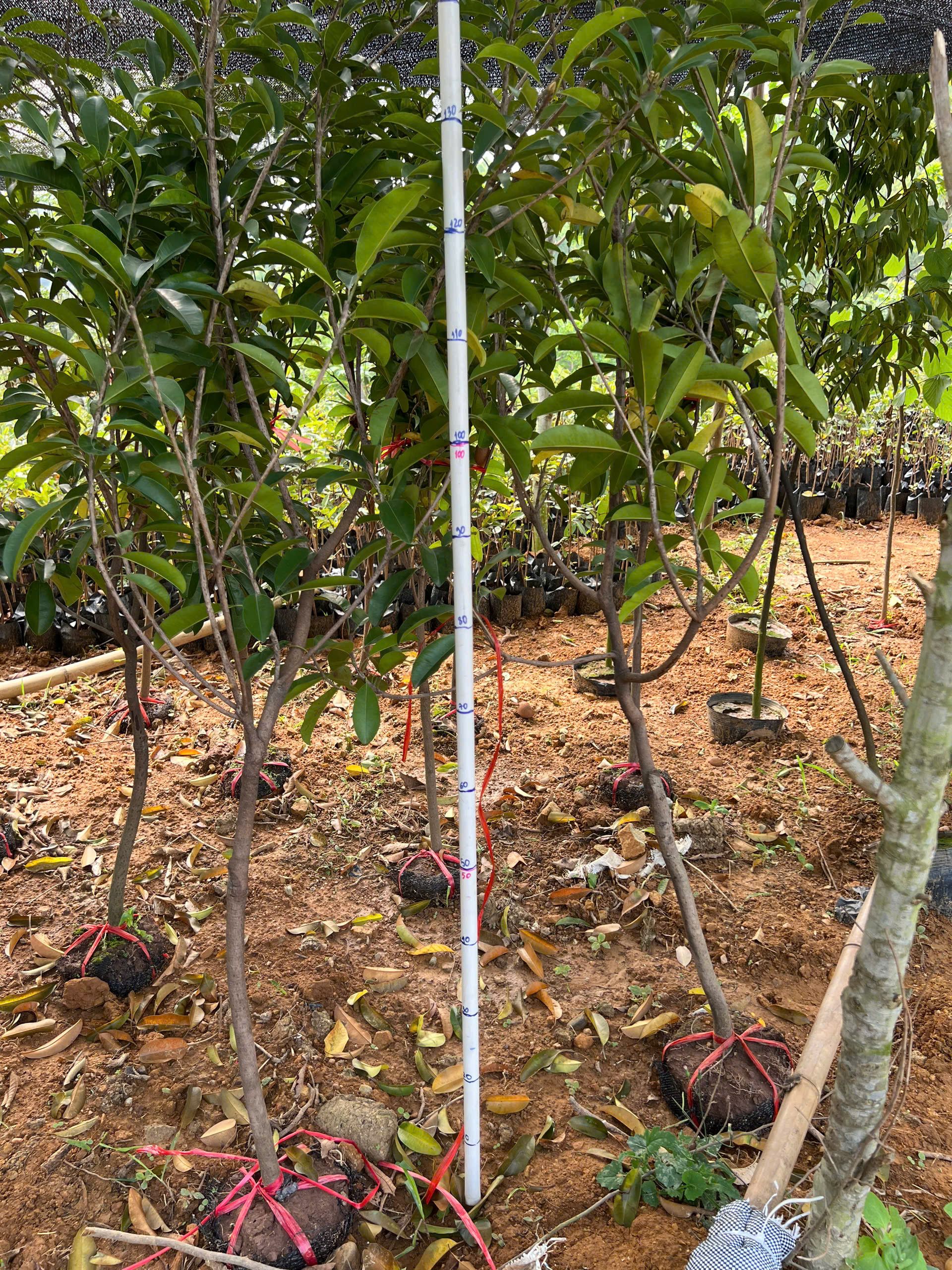 Hồng xiêm cao 1-1,5m PT82 CALATA