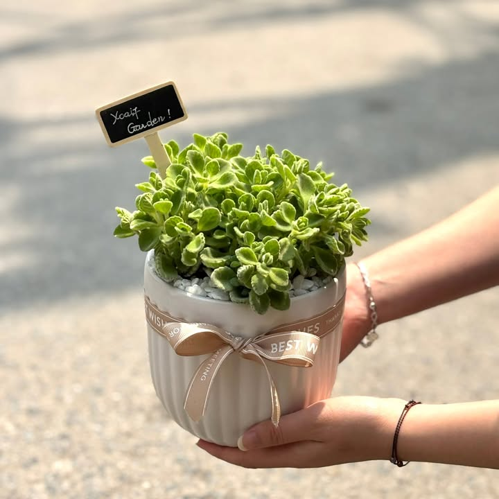 NHẤT MẠT HƯƠNG