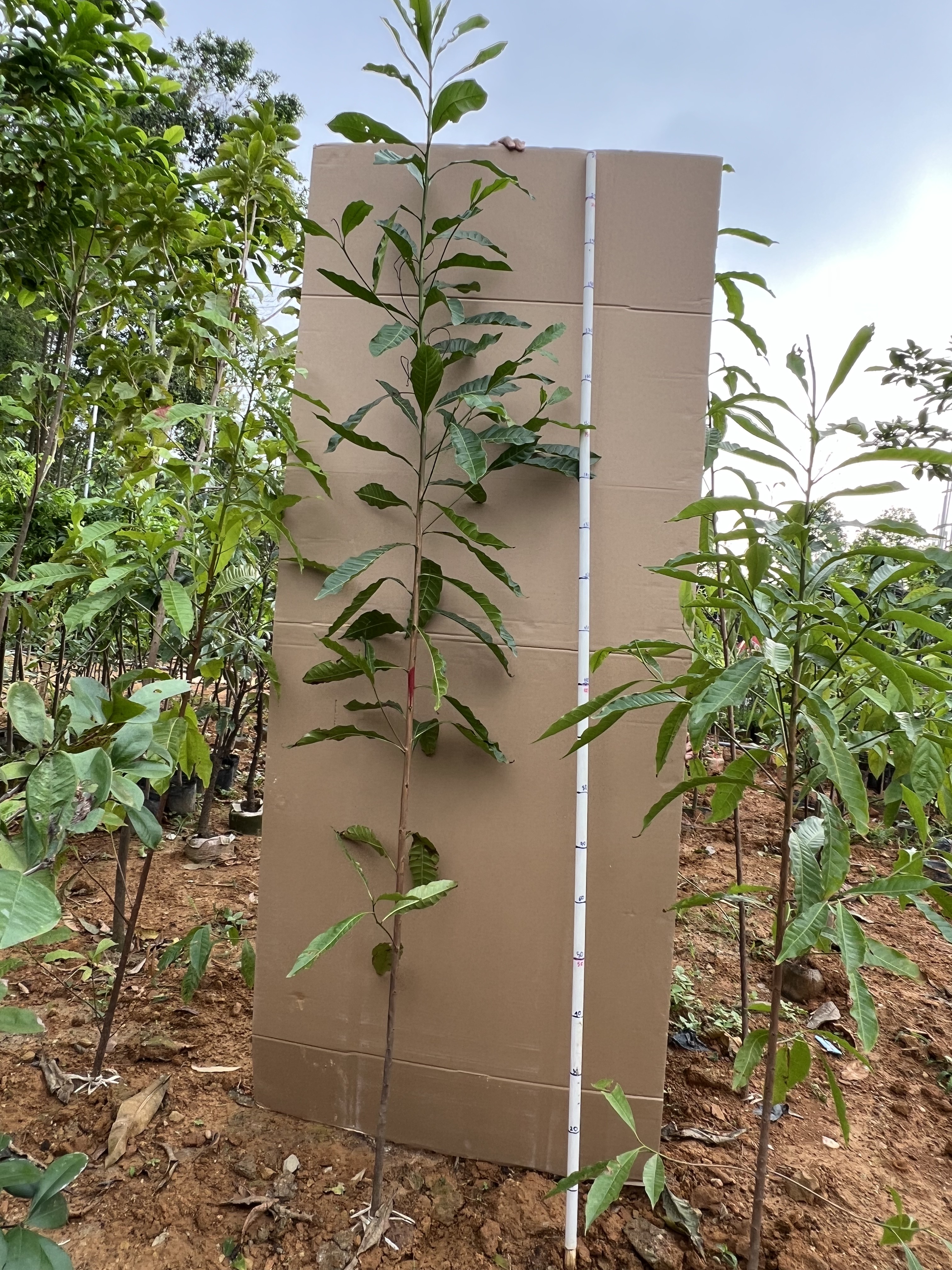 Vú sữa hoàng kim cao 1,7-1,8m PT119 CALATA