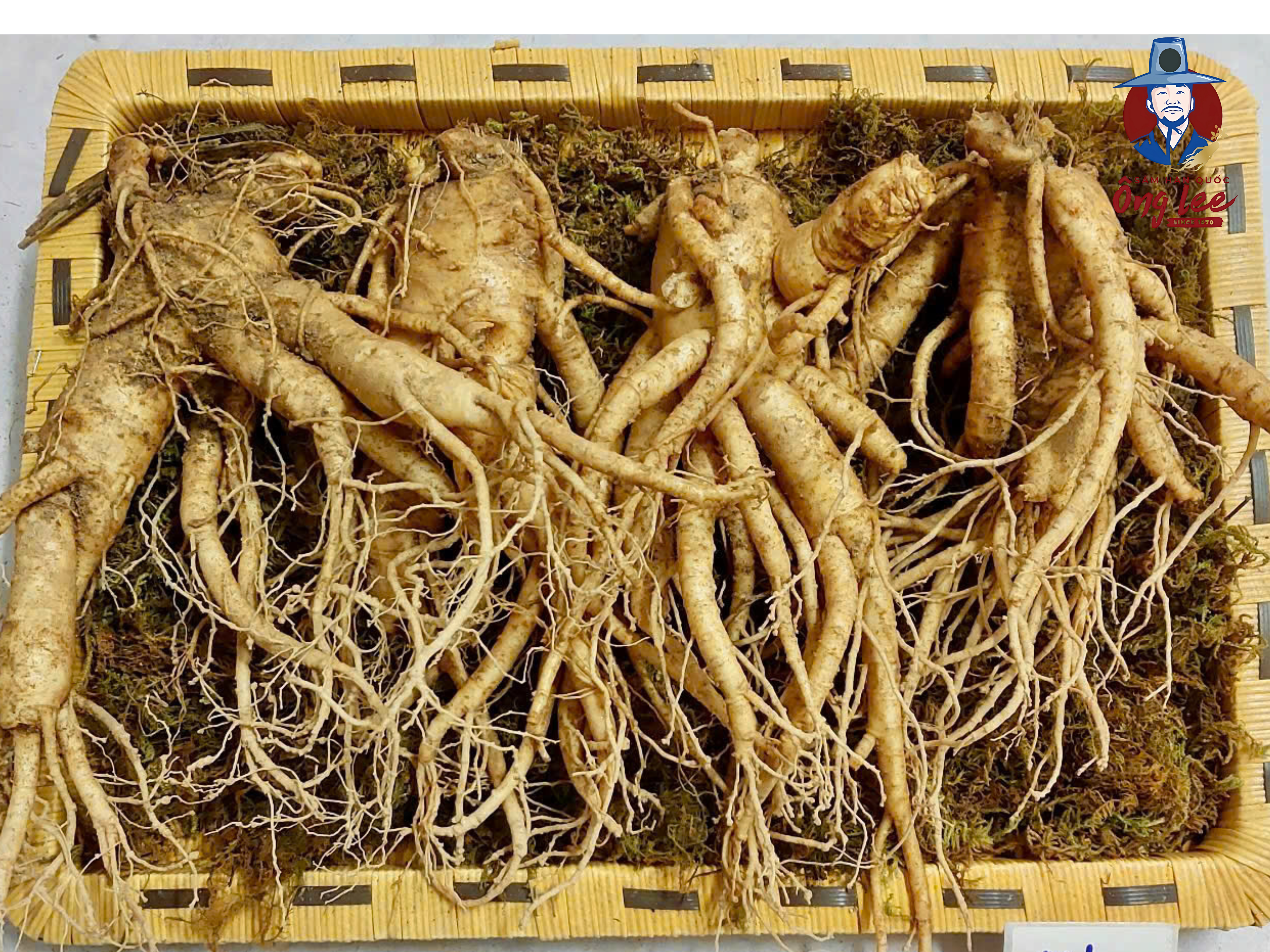 Sâm thân ngắn 3 củ 1 kg