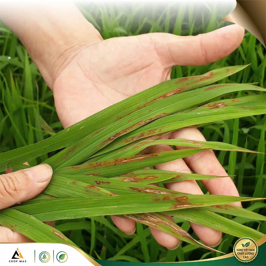 HERO MAX – Sạch lem lép, hạt đẹp sáng to_thumbnail_7