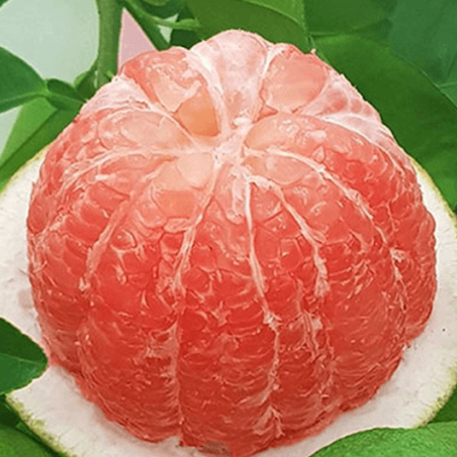 Bưởi da xanh_thumbnail_3