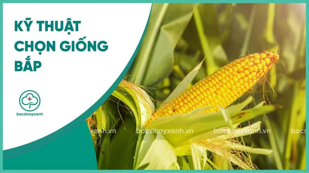 Kỹ thuật chọn giống cây bắp