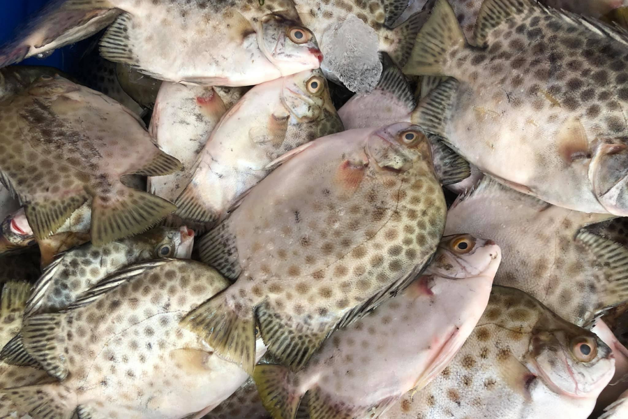 Cá nâu 100% Tự nhiên, Thịt Thơm béo [Đặc sản Đầm phá Huế]