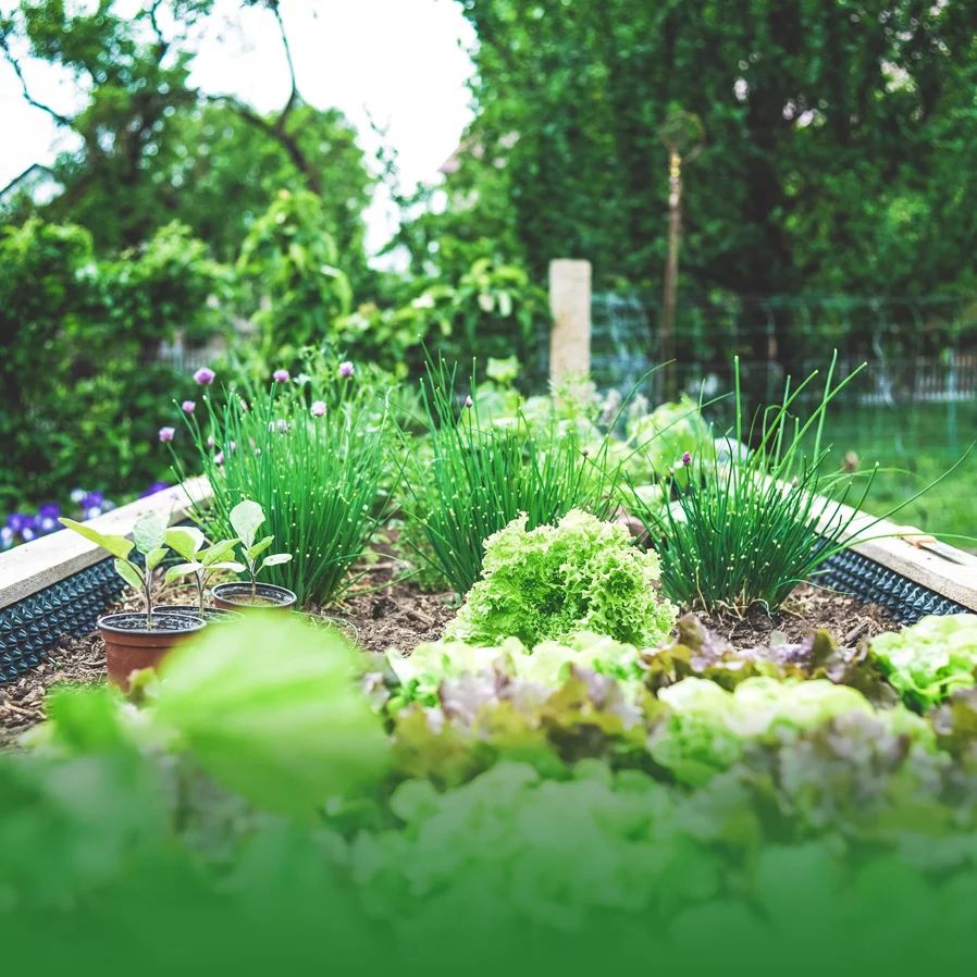 Cay-rau-mau-optimized