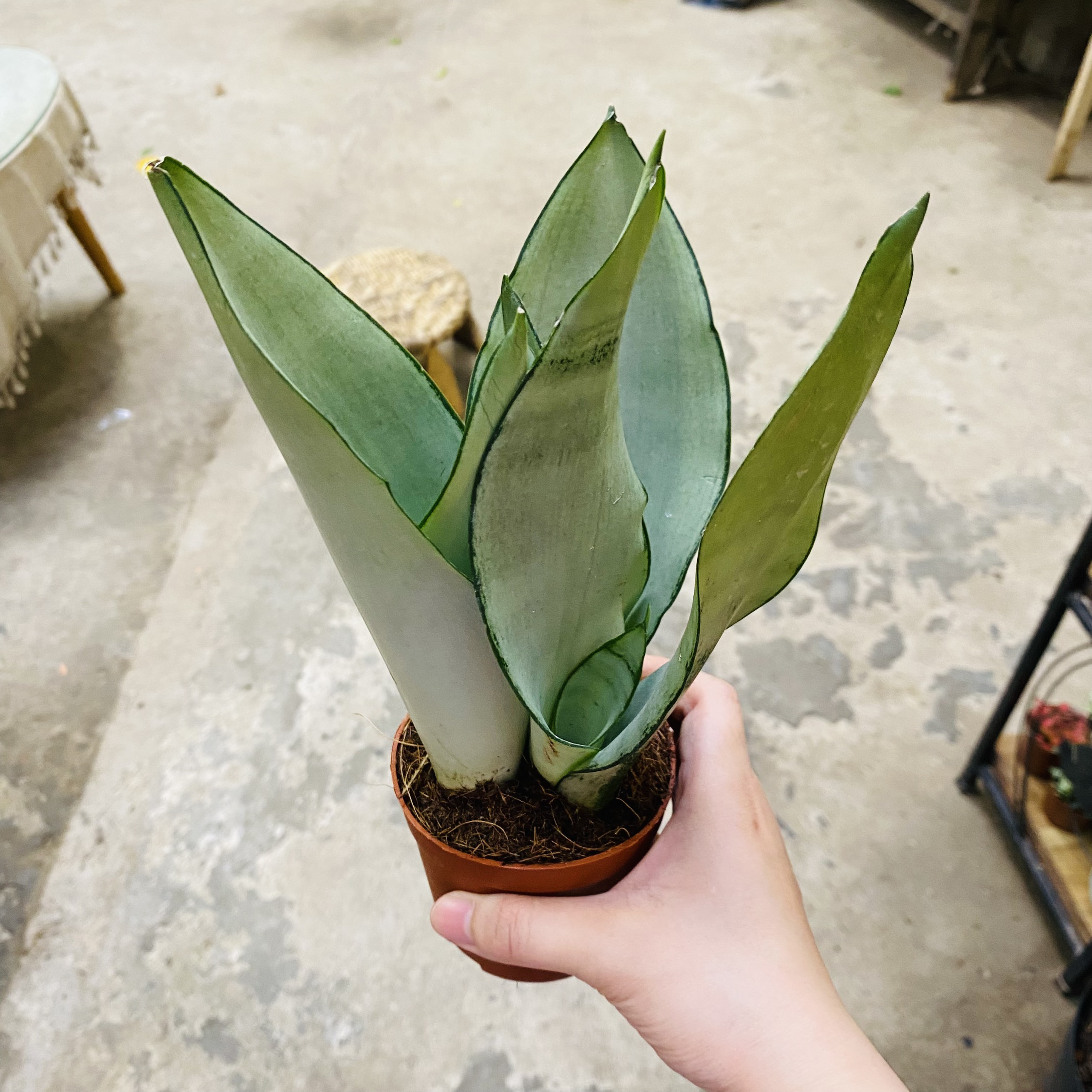 LƯỠI HỔ_thumbnail_3