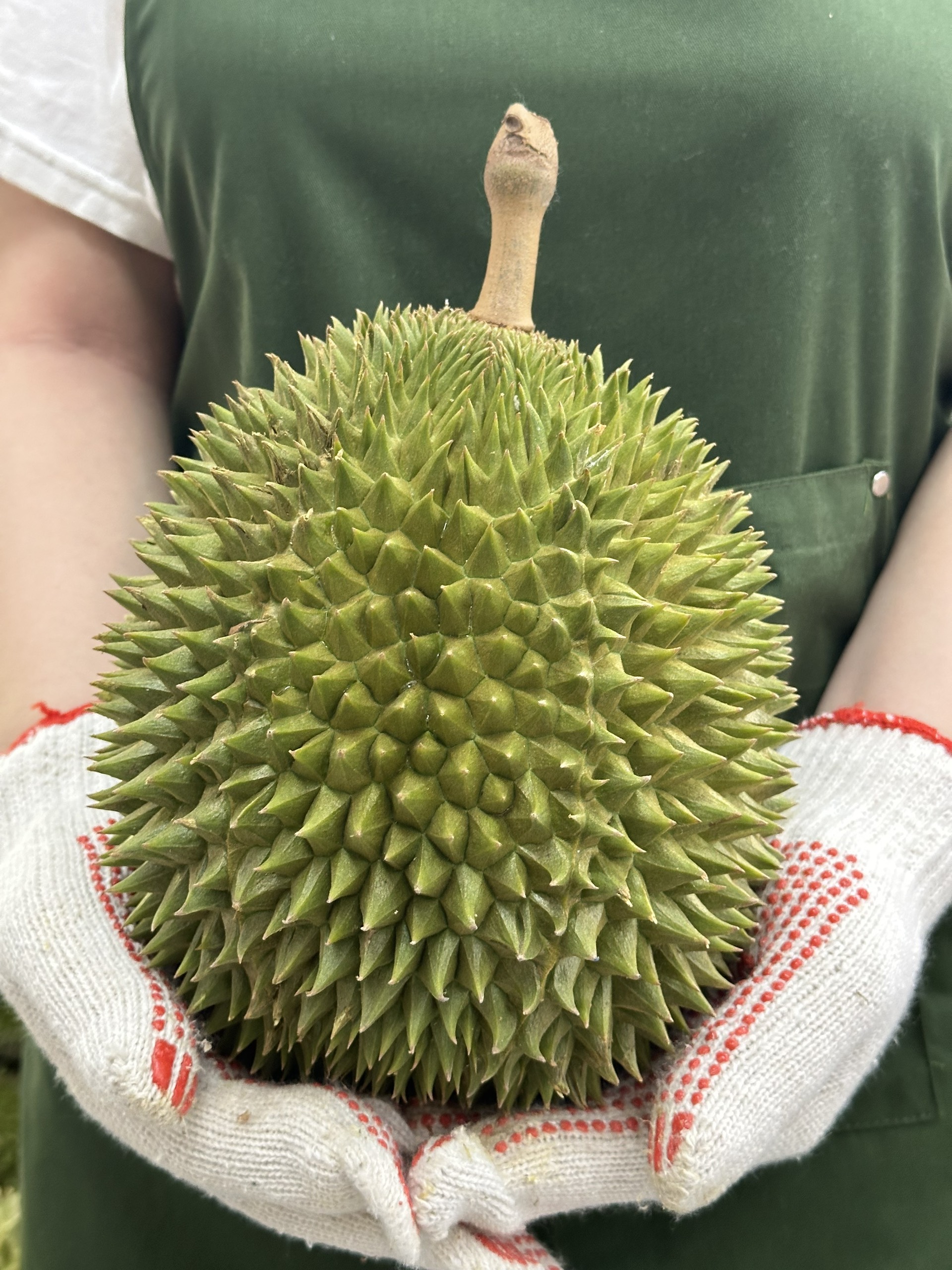 Sầu Riêng Lai_thumbnail_0
