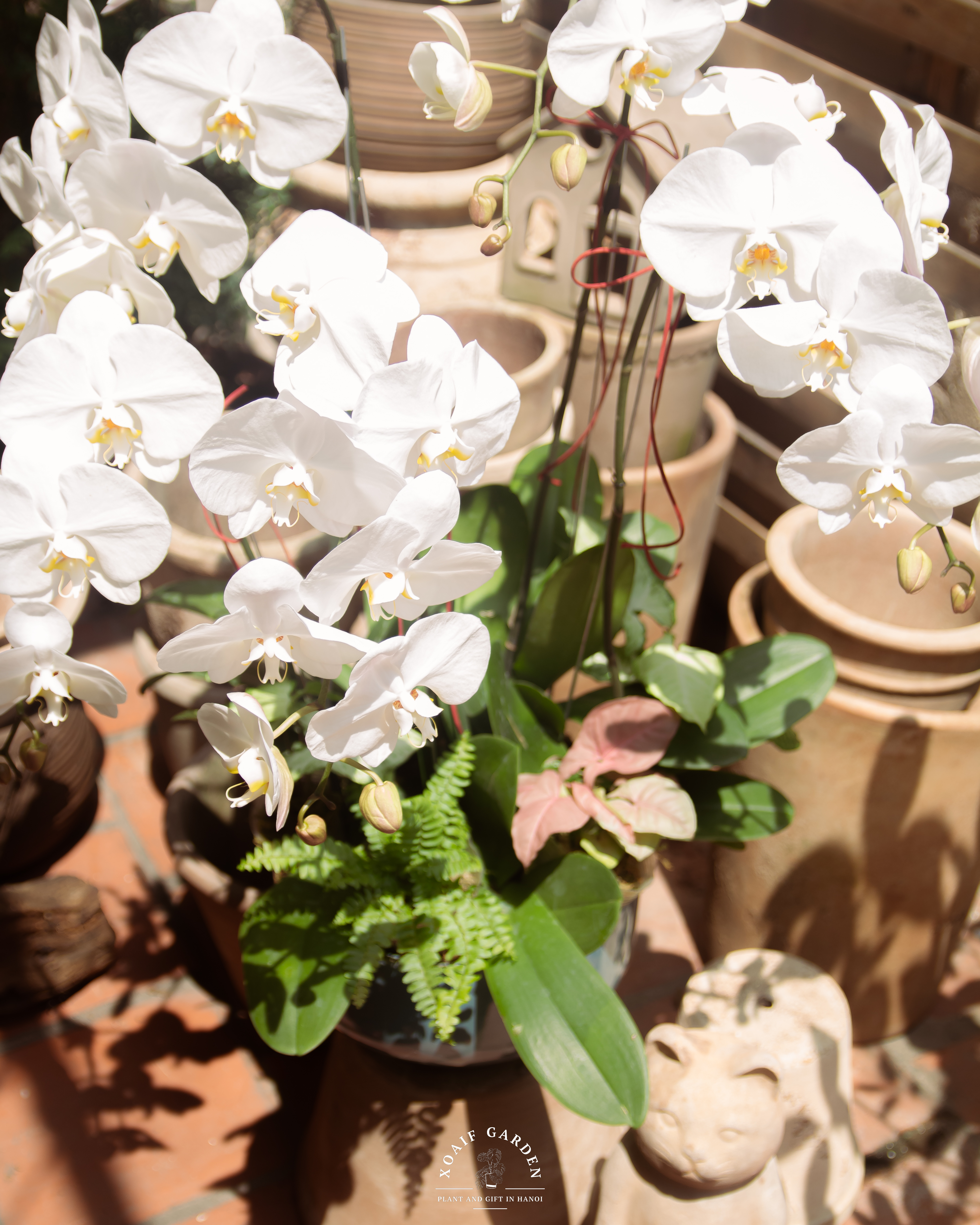 SET LAN HỒ ĐIỆP AN VIÊN_thumbnail_2