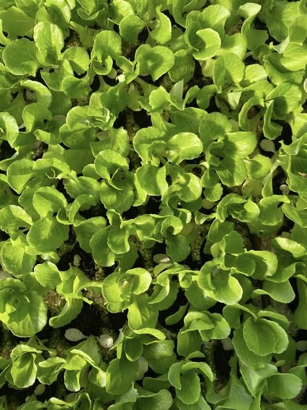 Combo 10 cây giống Xà lách mỡ ươm sẵn_thumbnail_2